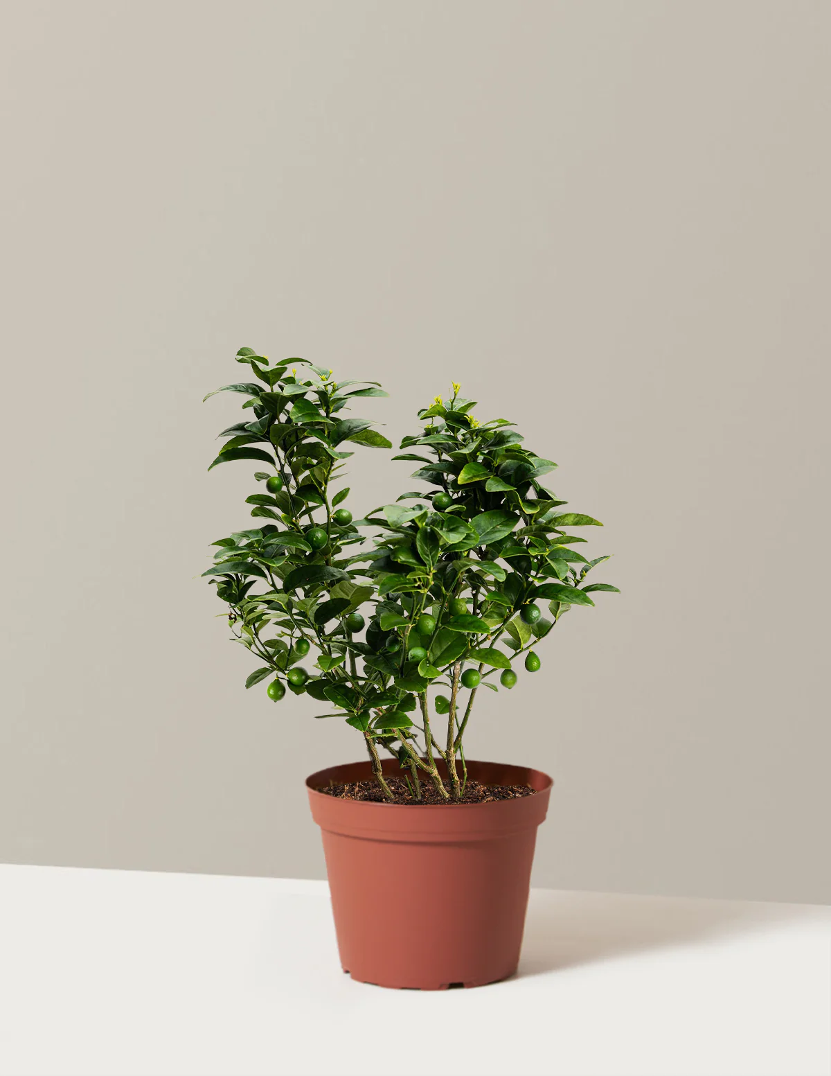 Key Lime Bush - Image 10