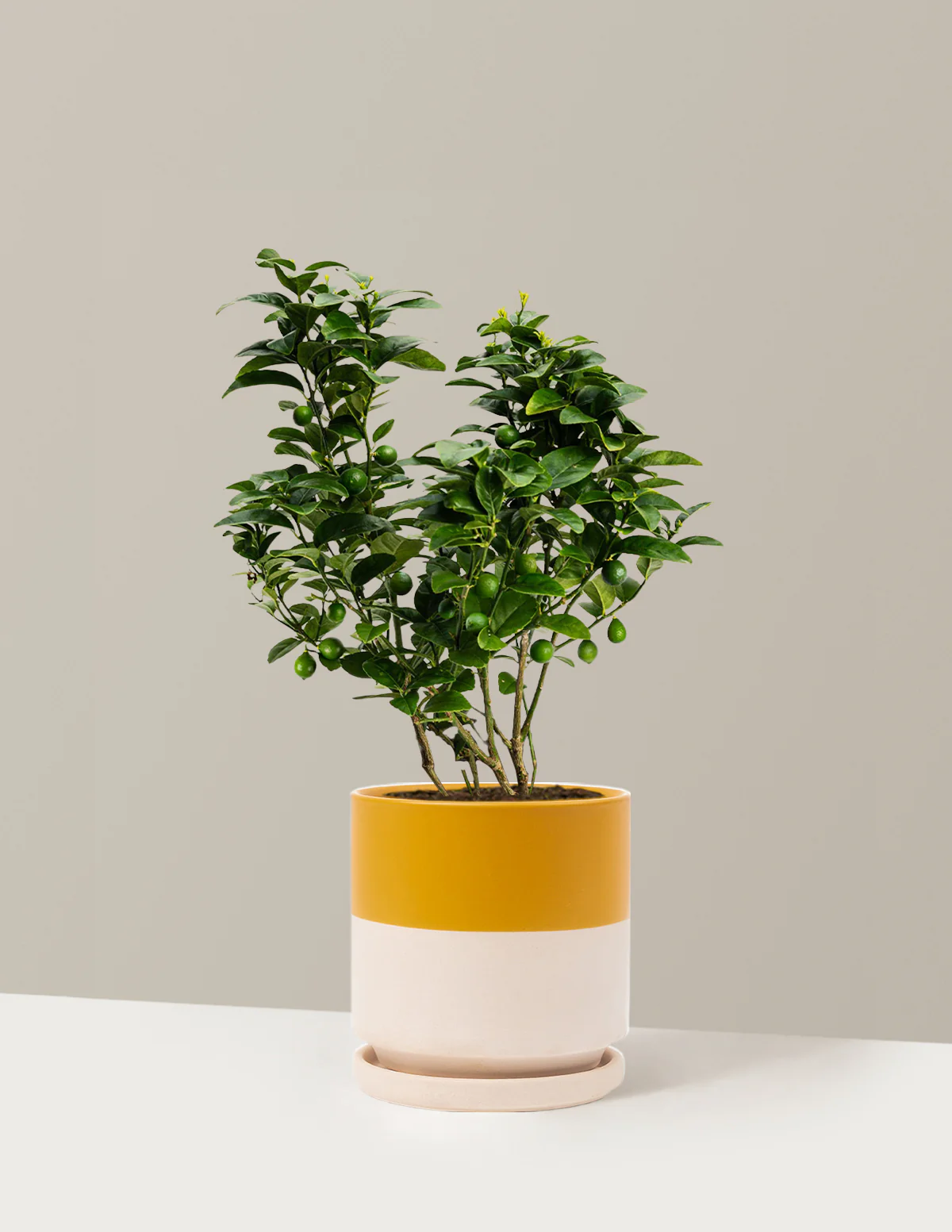 Key Lime Bush - Image 11