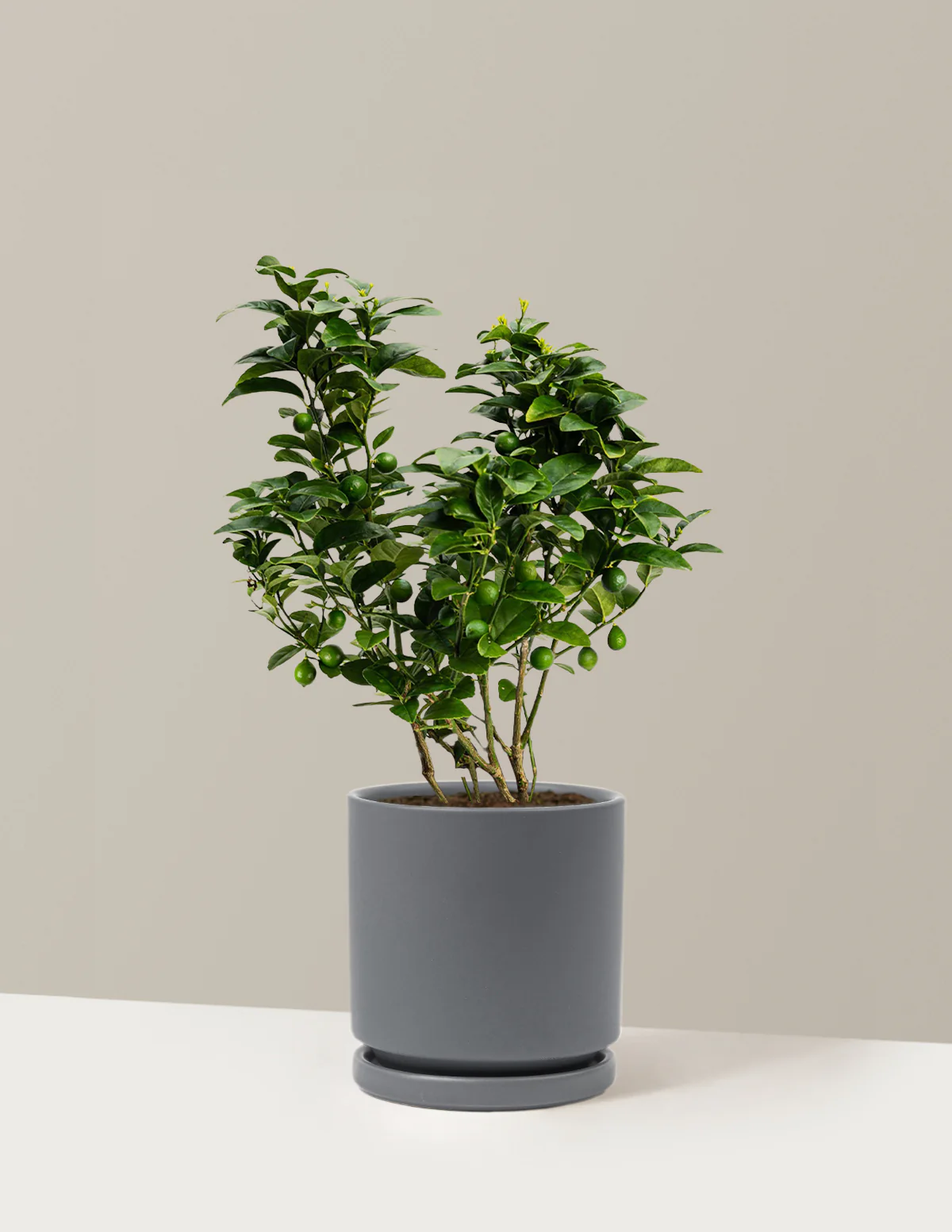 Key Lime Bush - Image 12
