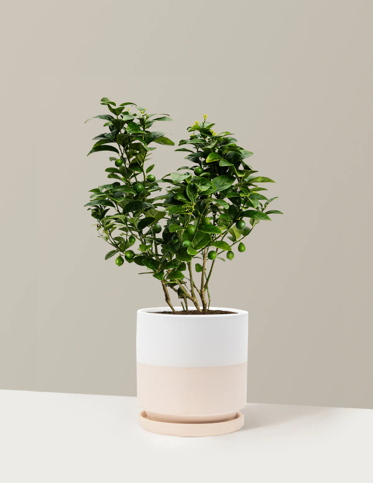 Key Lime Bush - Image 13