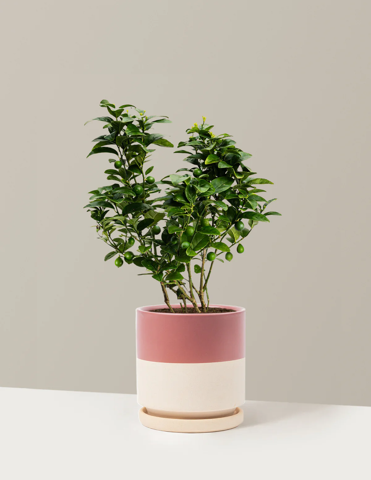 Key Lime Bush - Image 14