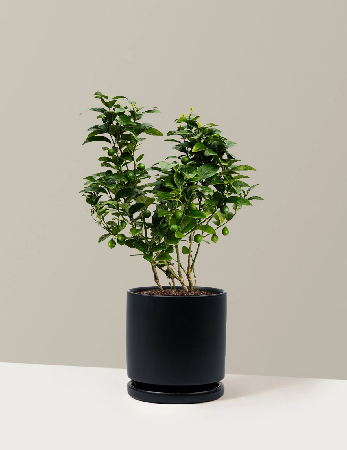 Key Lime Bush - Image 15