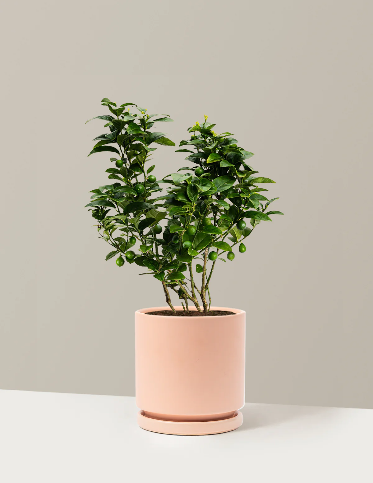 Key Lime Bush - Image 16