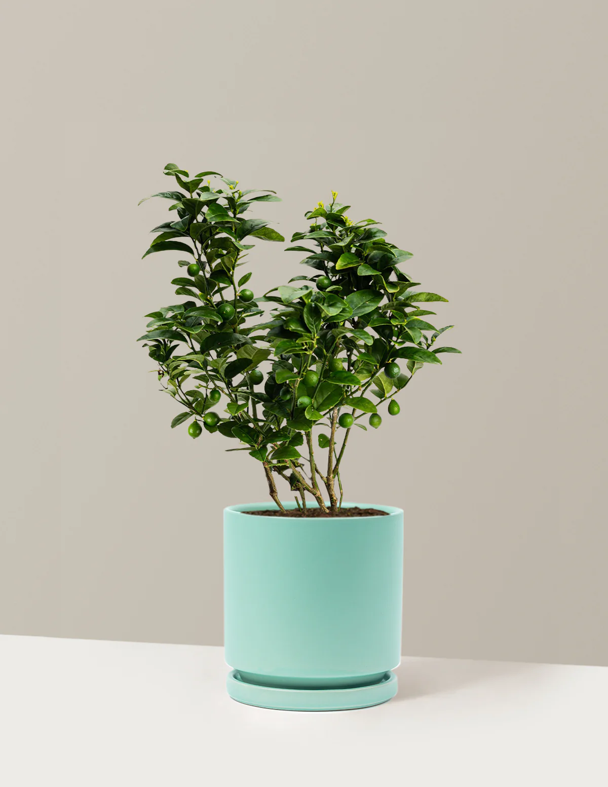 Key Lime Bush - Image 17