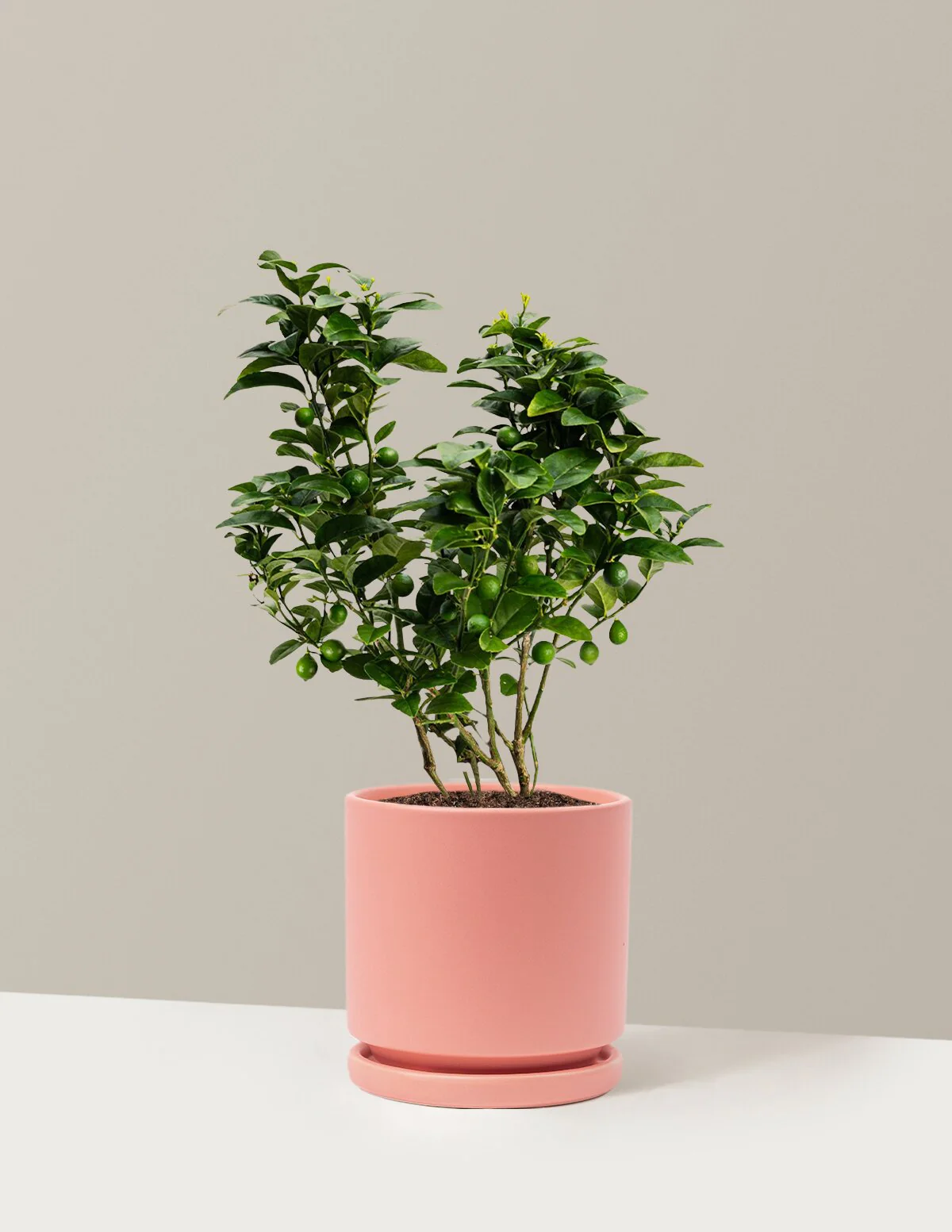 Key Lime Bush - Image 18