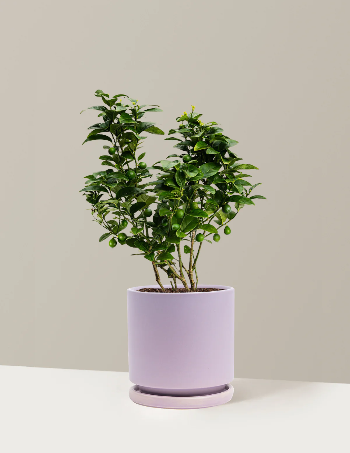 Key Lime Bush - Image 19