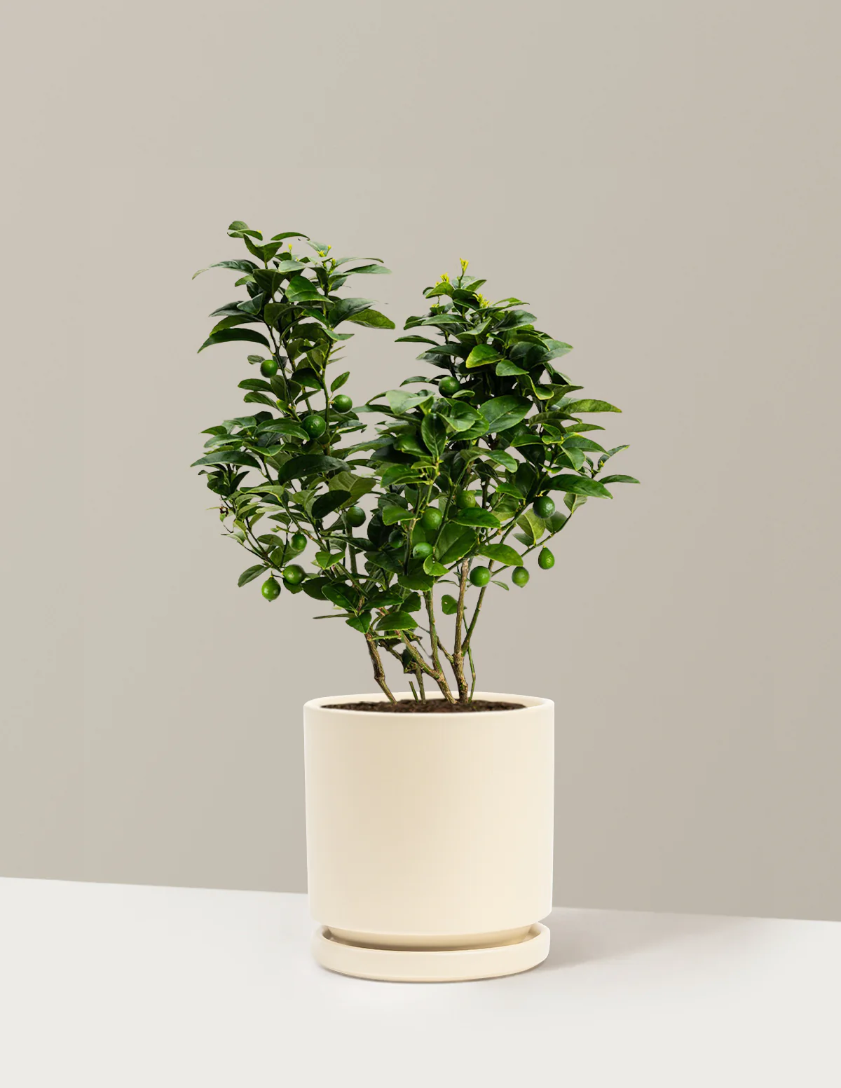Key Lime Bush - Image 3