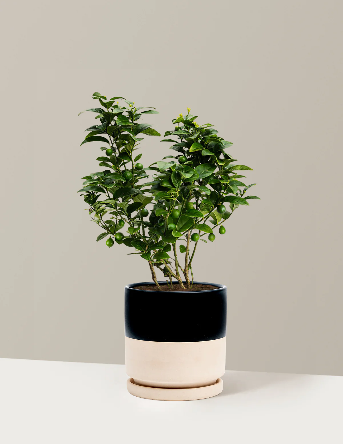 Key Lime Bush - Image 9