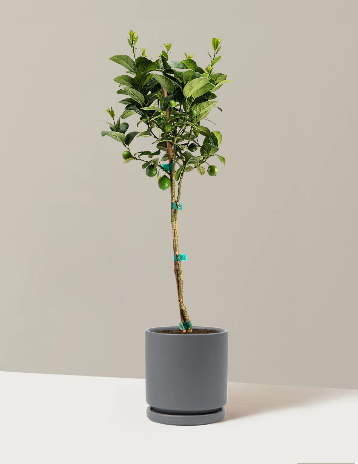 Key Lime Tree - Image 10