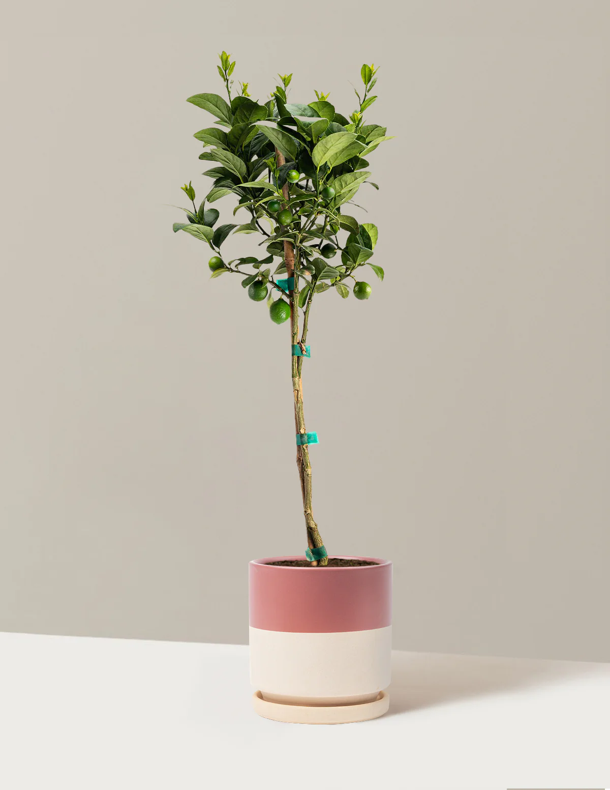 Key Lime Tree - Image 11