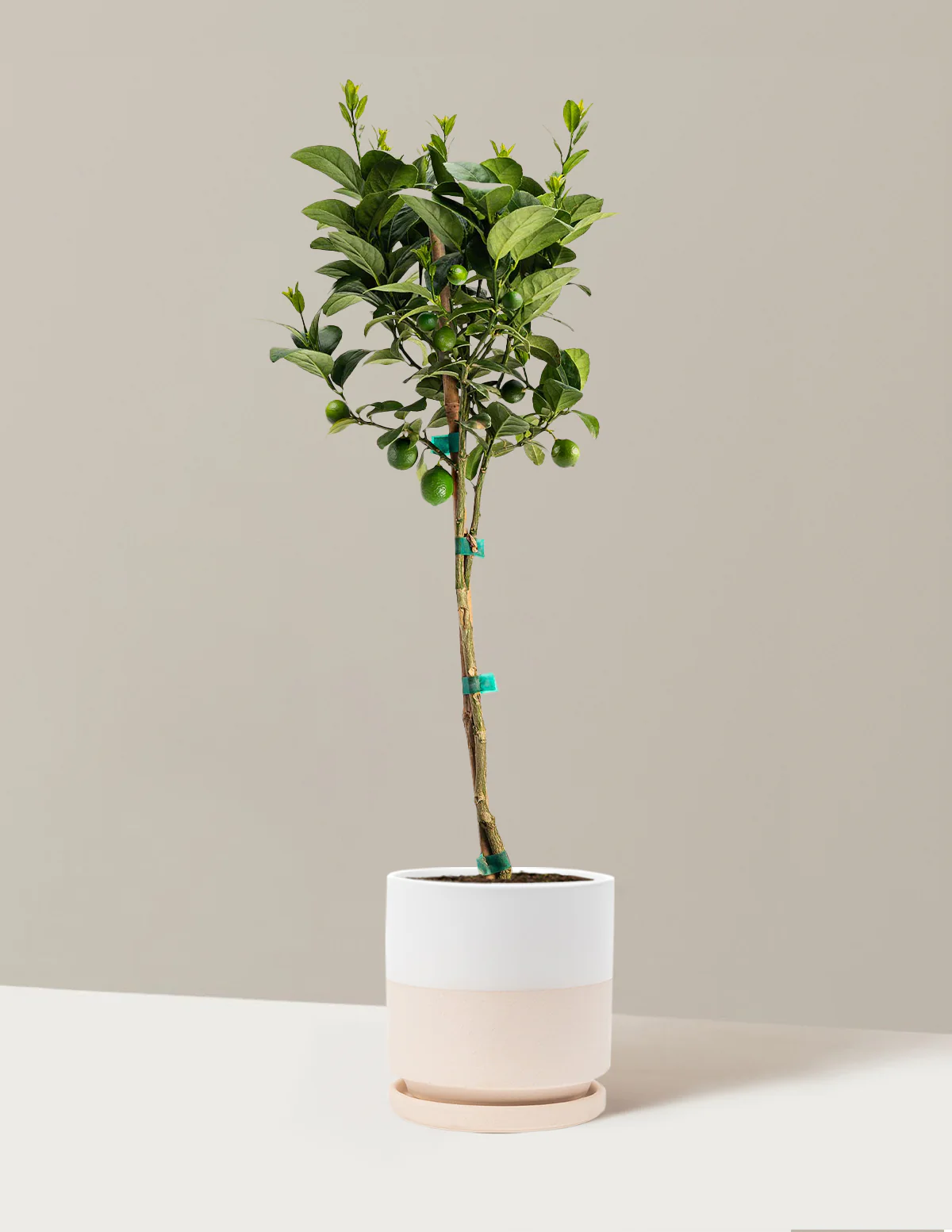 Key Lime Tree - Image 12