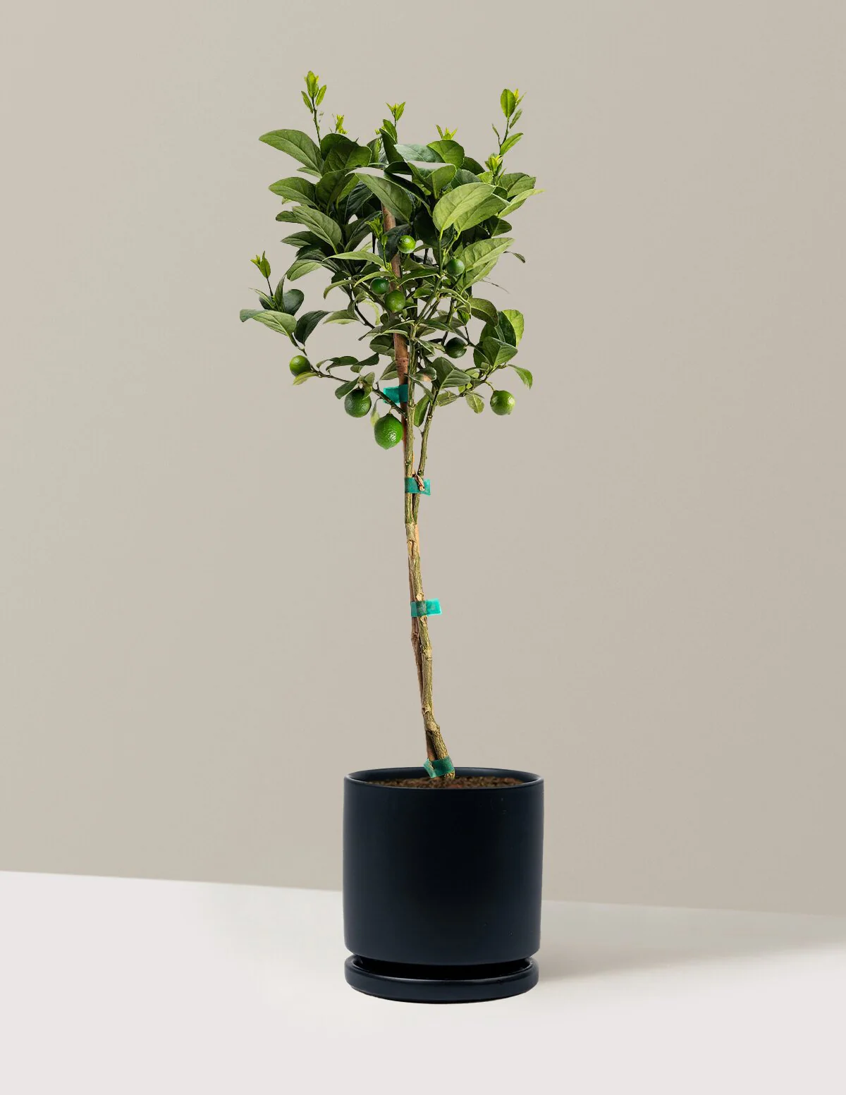 Key Lime Tree - Image 13