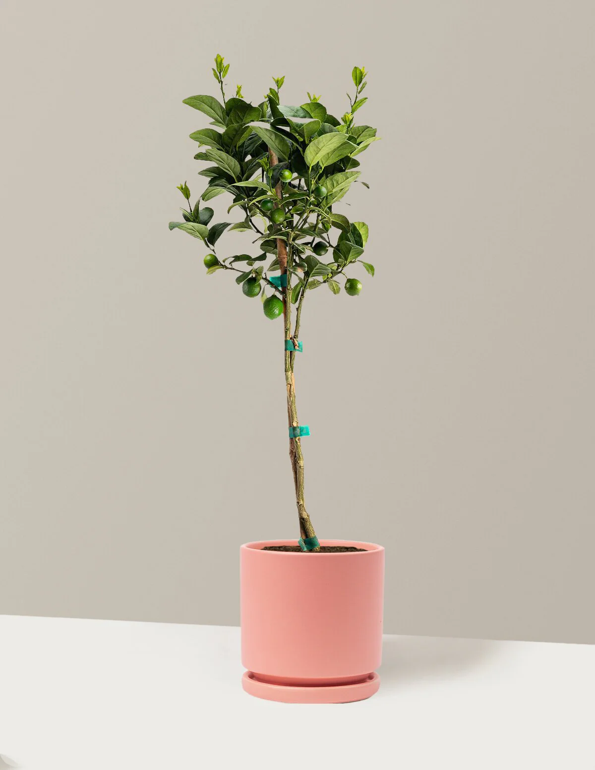 Key Lime Tree - Image 14