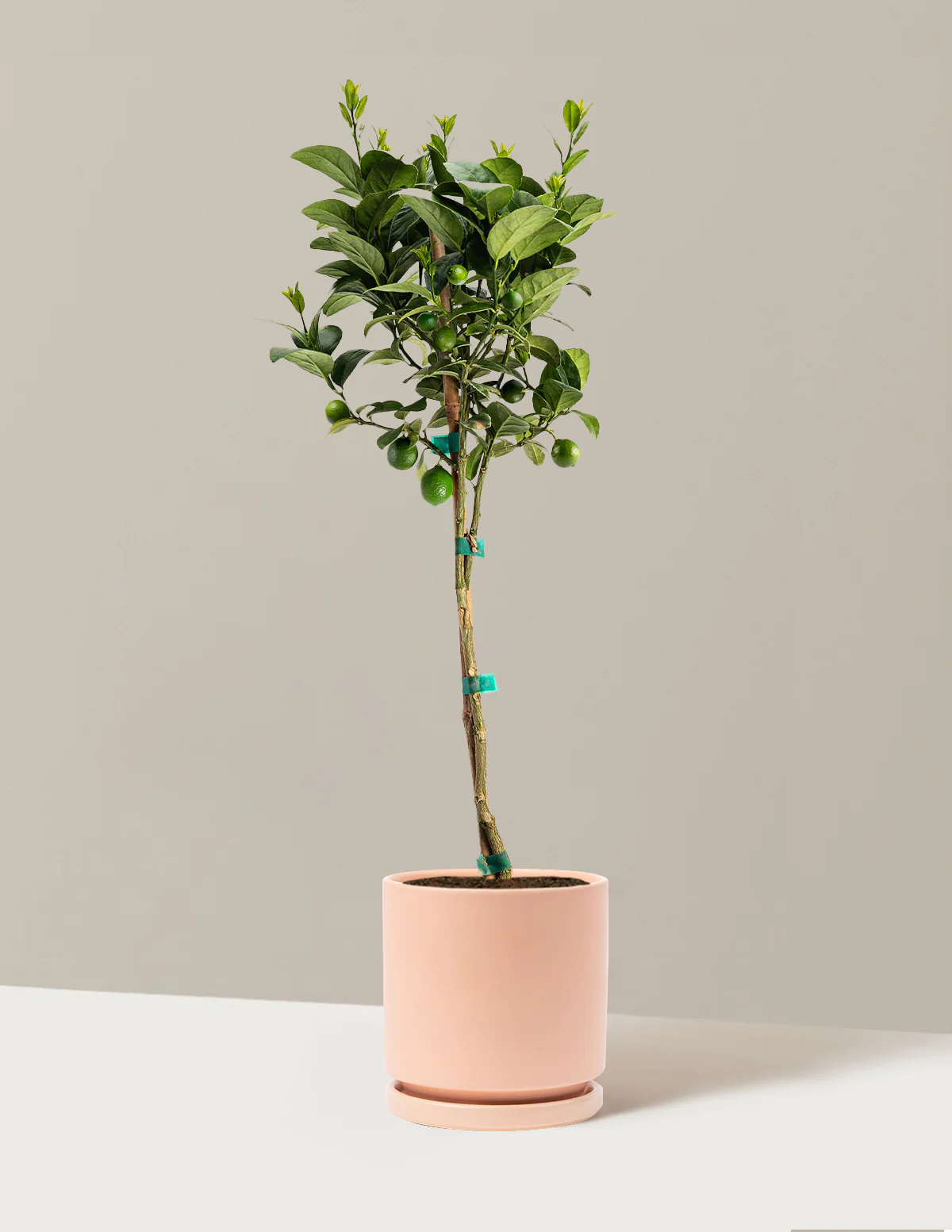 Key Lime Tree - Image 15