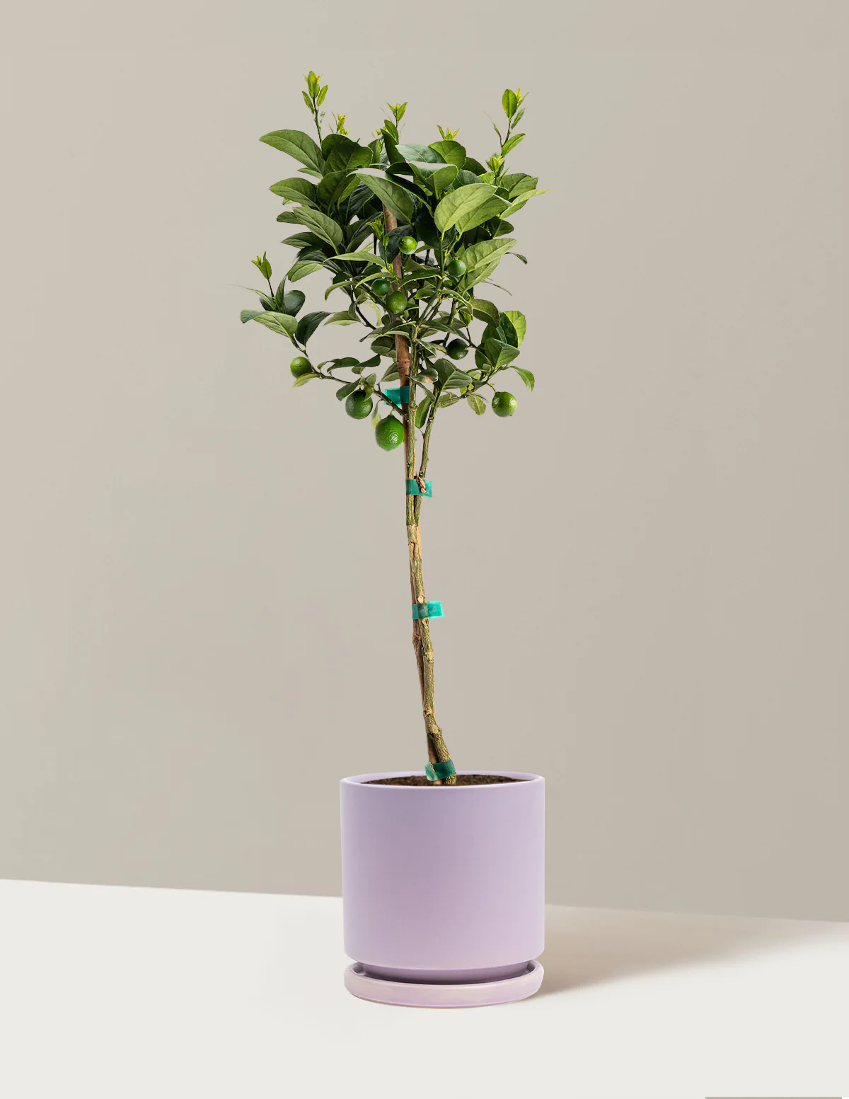 Key Lime Tree - Image 16