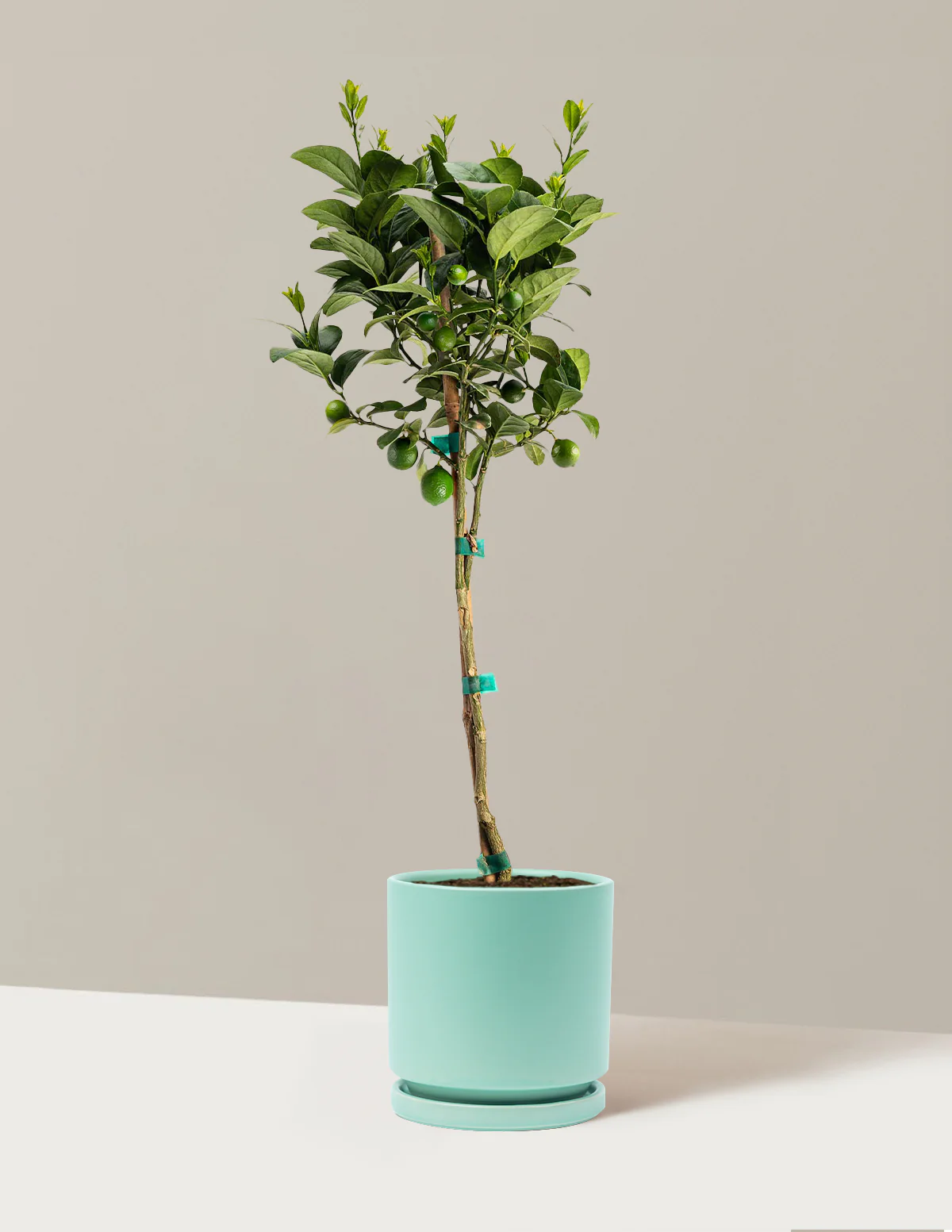 Key Lime Tree - Image 17