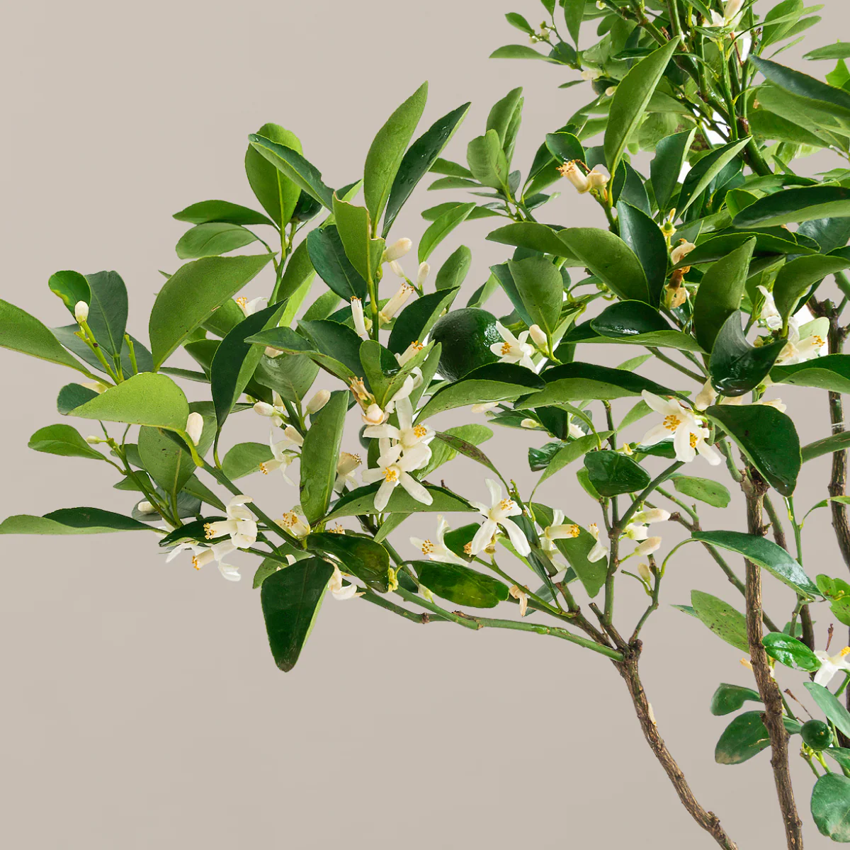 Key Lime Tree - Image 4