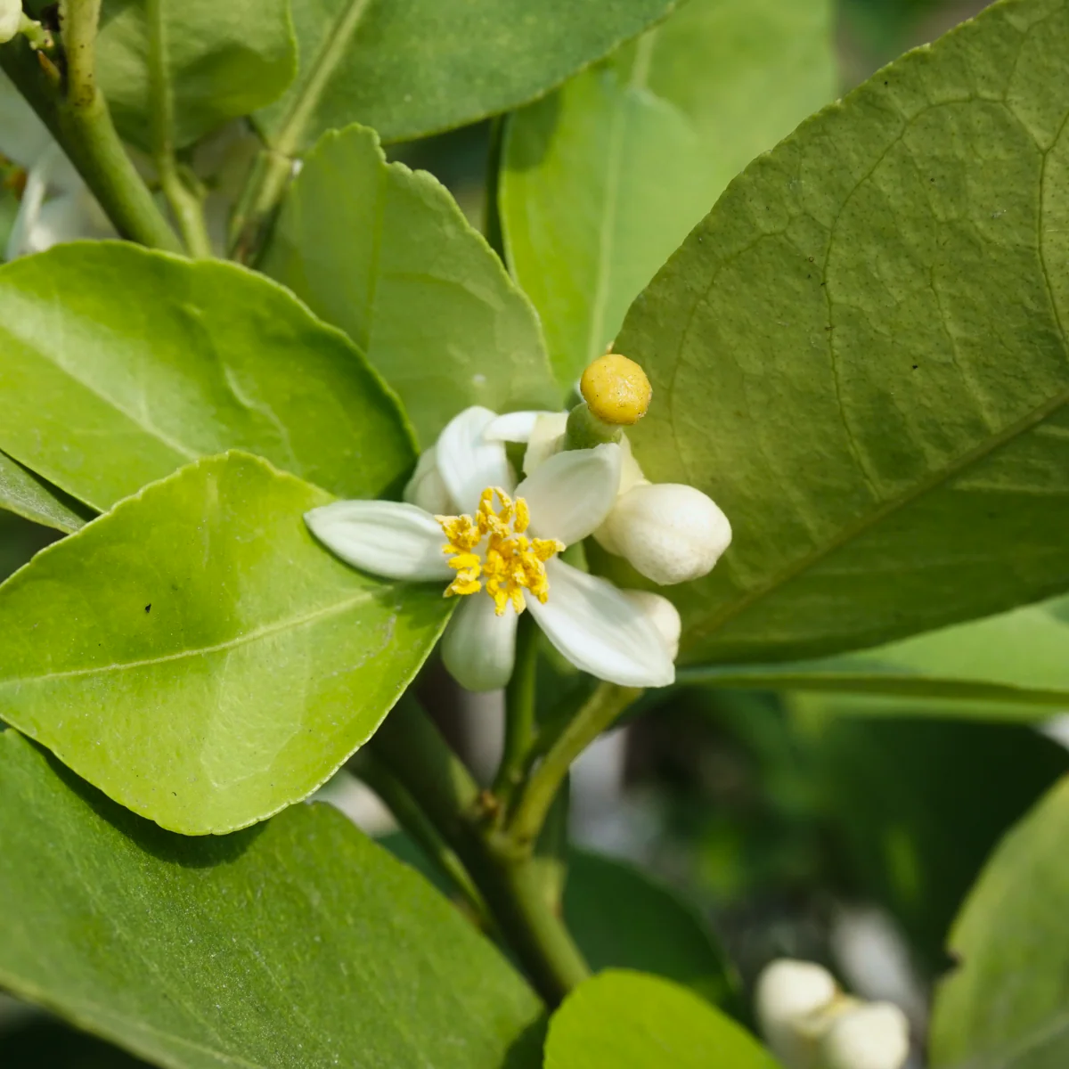 Key Lime Tree - Image 5