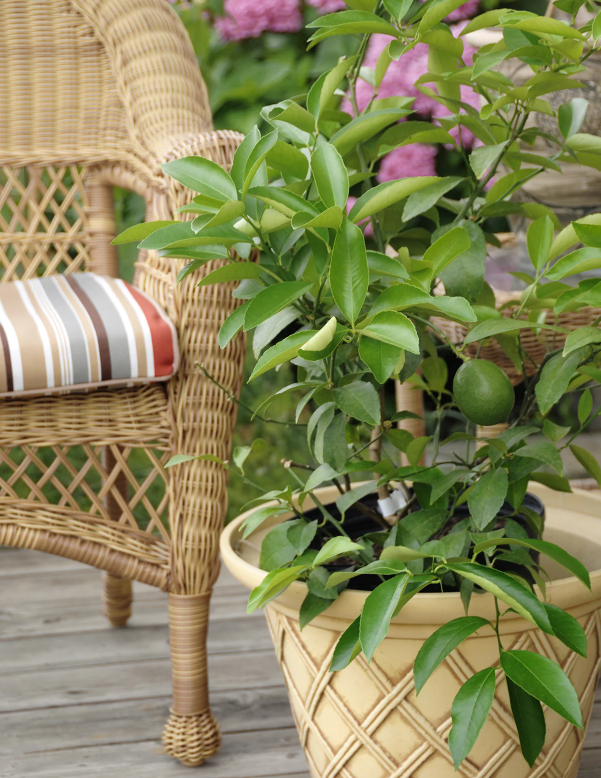 Key Lime Tree - Image 6