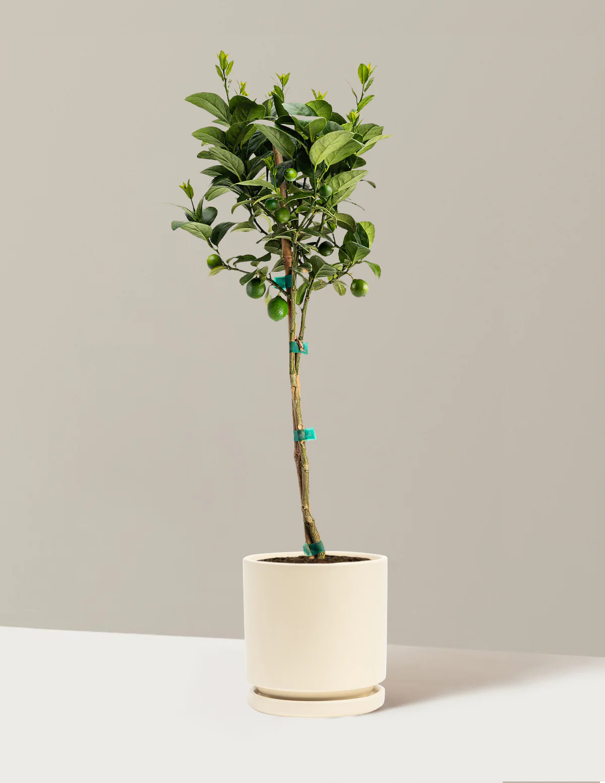 Key Lime Tree - Image 7