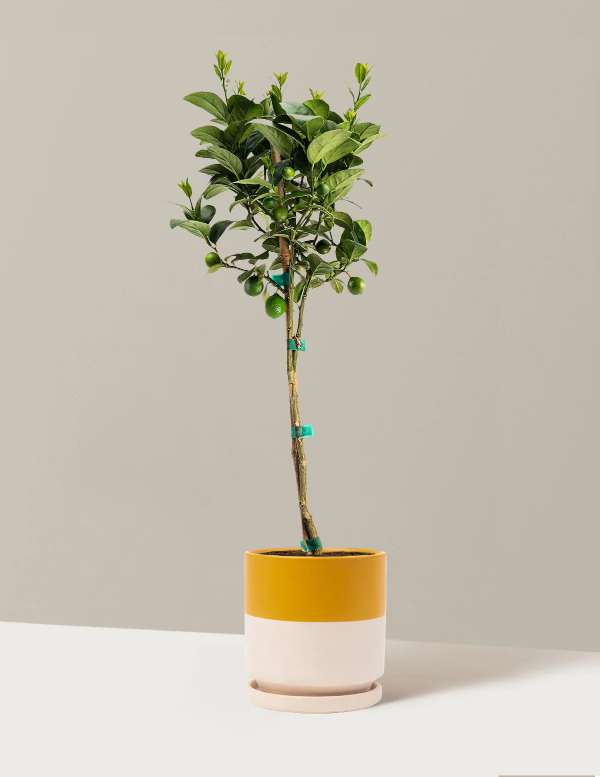 Key Lime Tree - Image 8