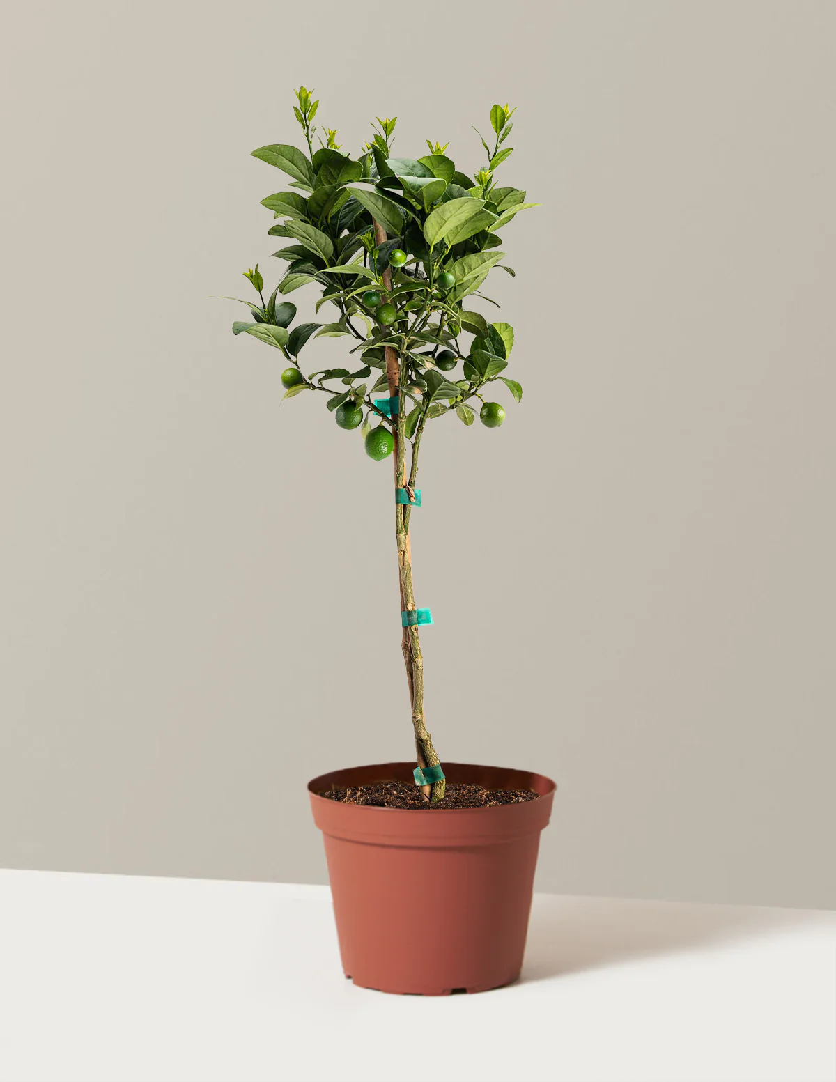 Key Lime Tree - Image 9