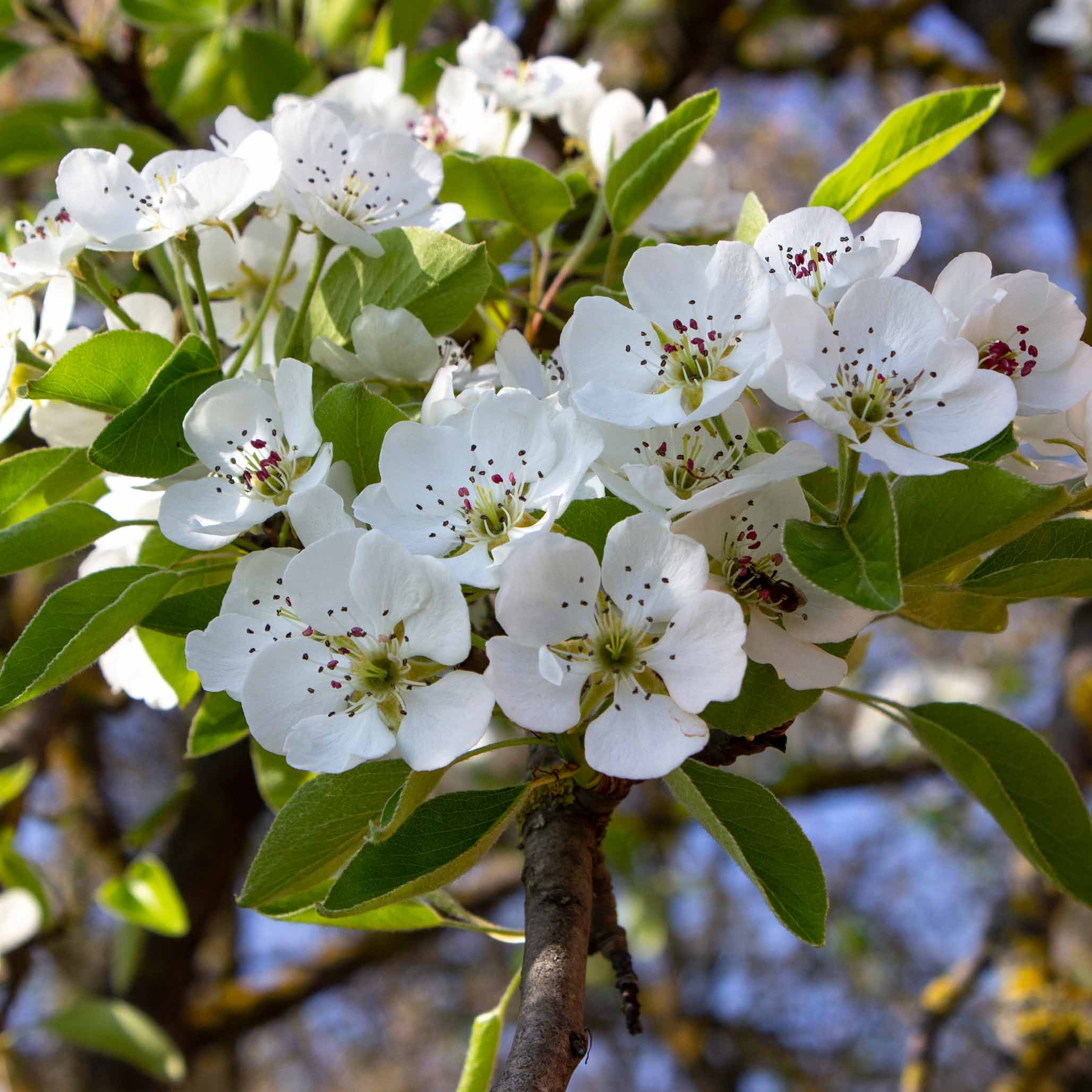 Kieffer Pear Tree - Image 3
