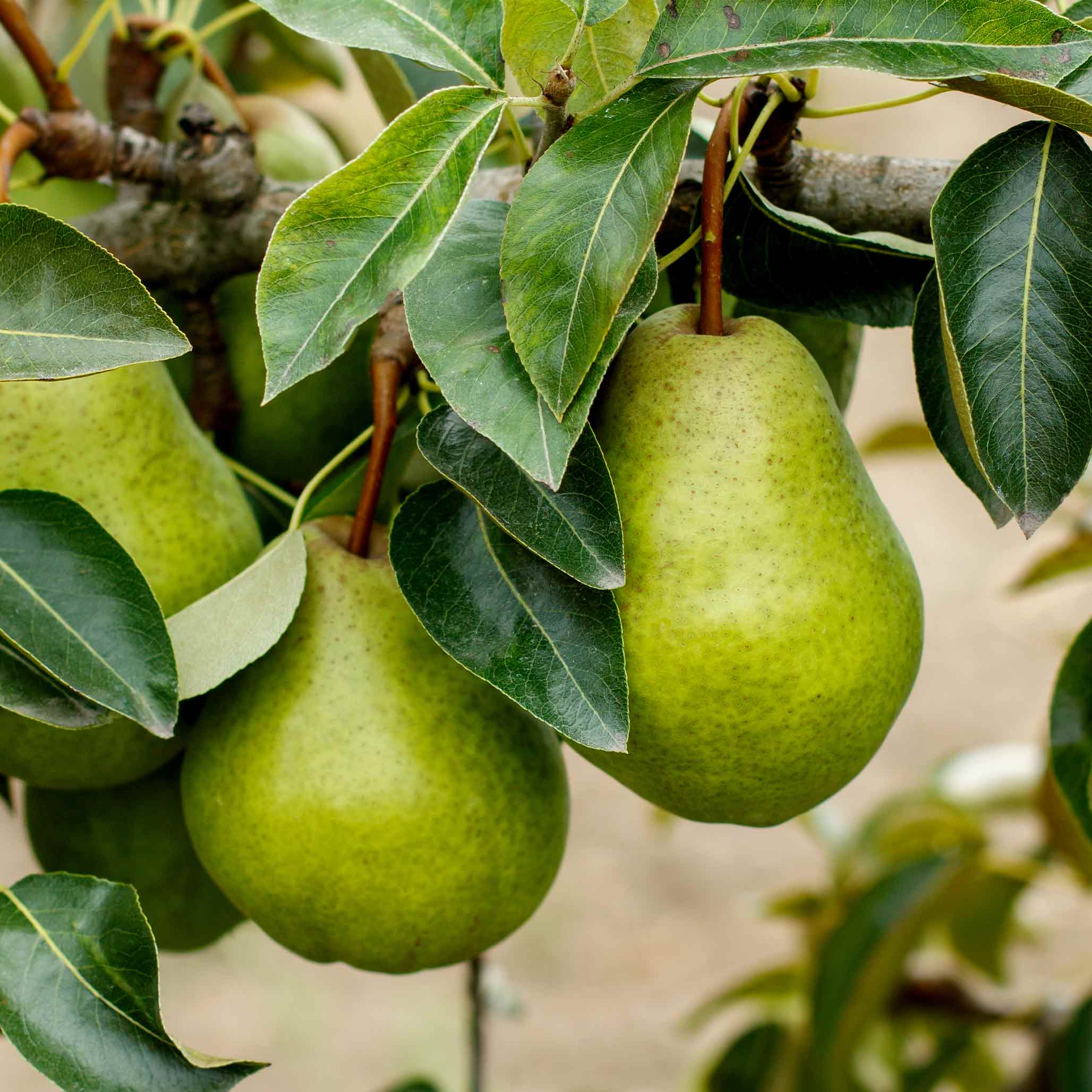 Kieffer Pear Tree - Image 4
