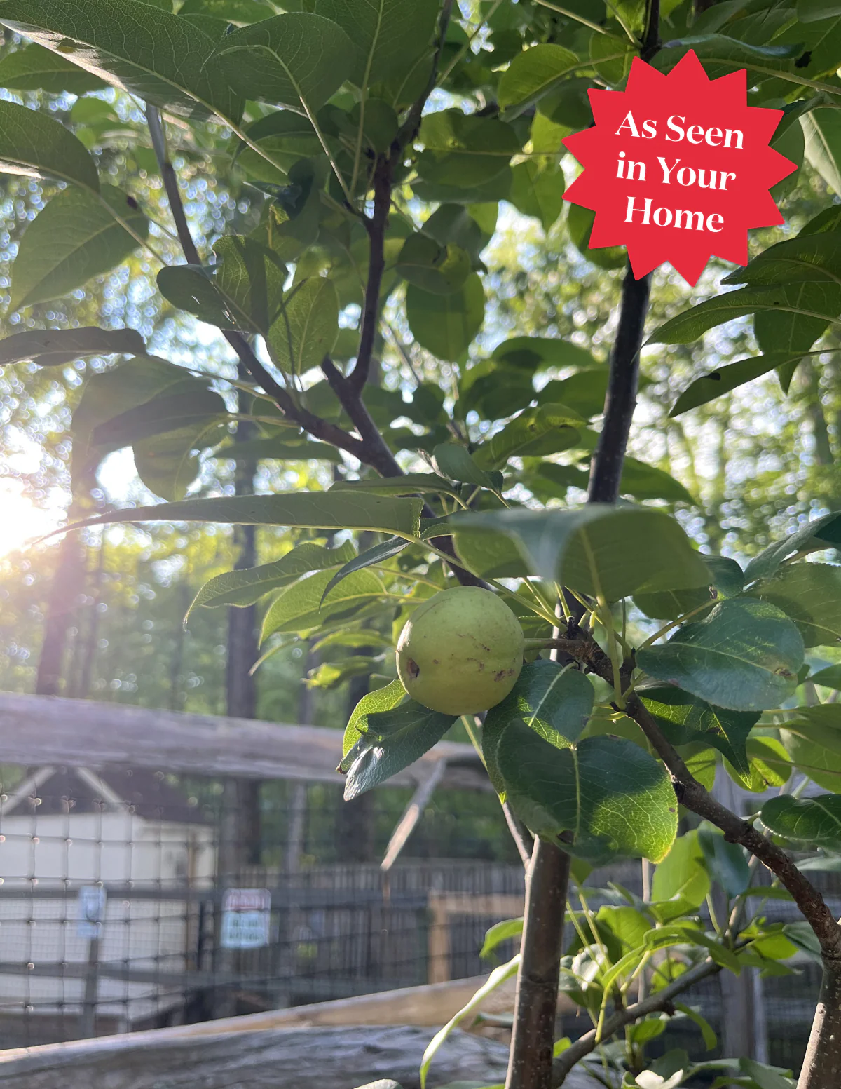 Kieffer Pear Tree - Image 5