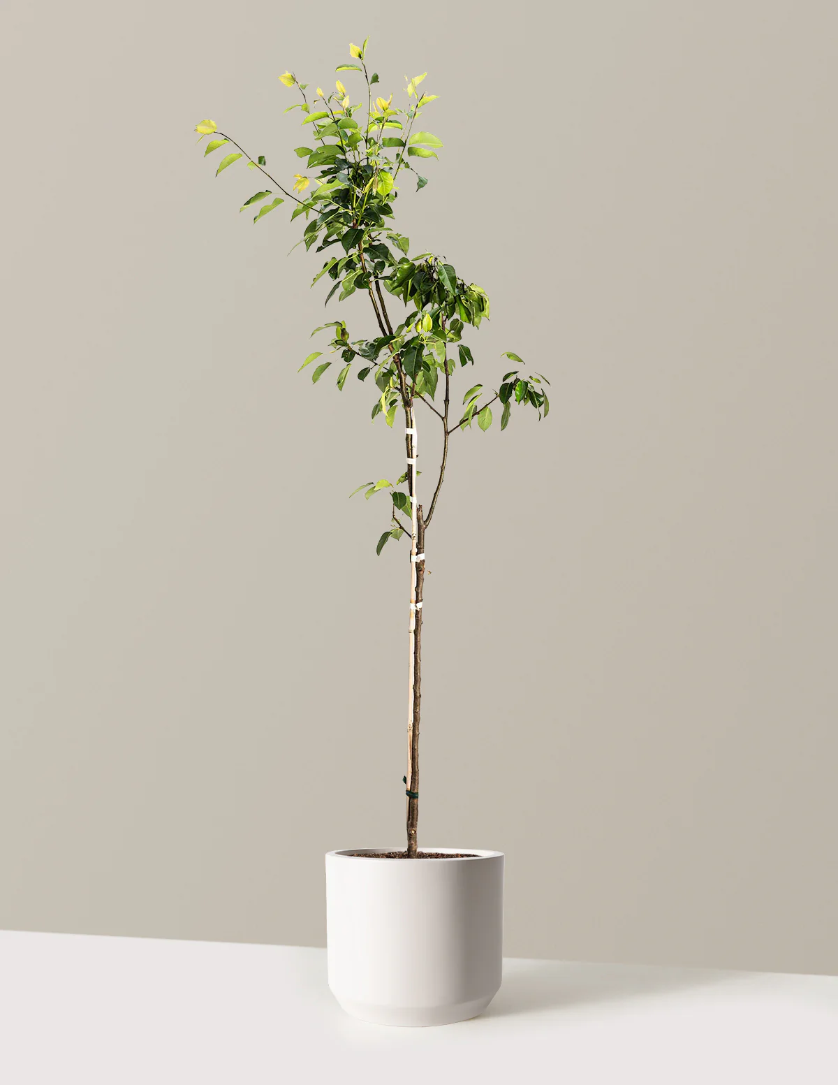Kieffer Pear Tree - Image 6