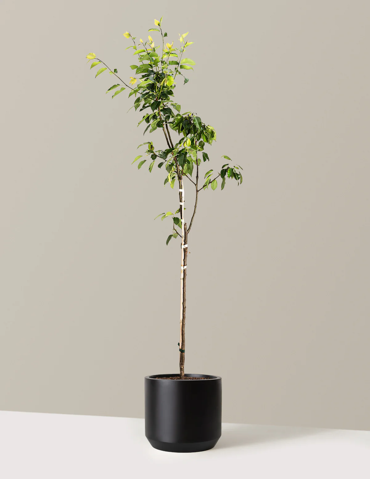Kieffer Pear Tree - Image 7