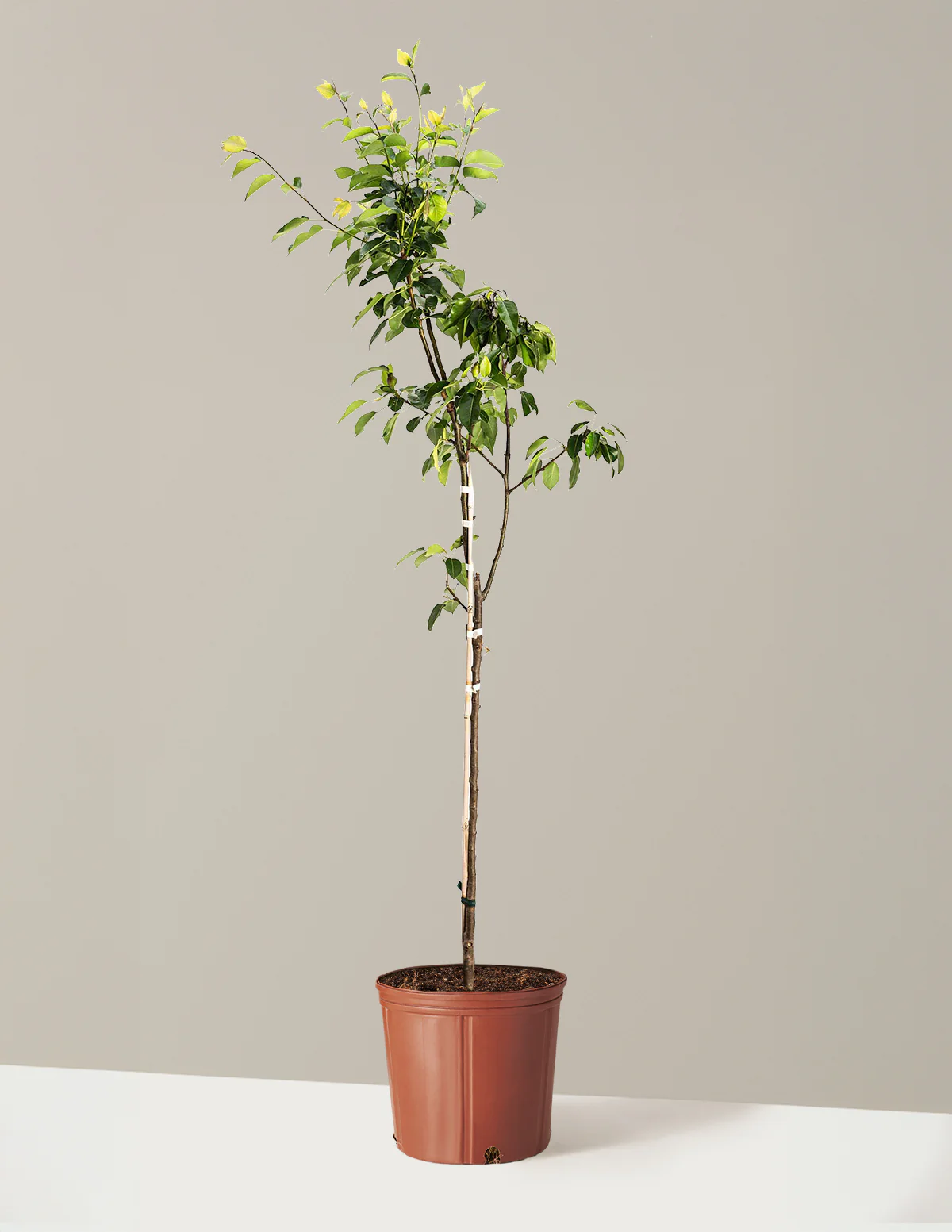 Kieffer Pear Tree - Image 8