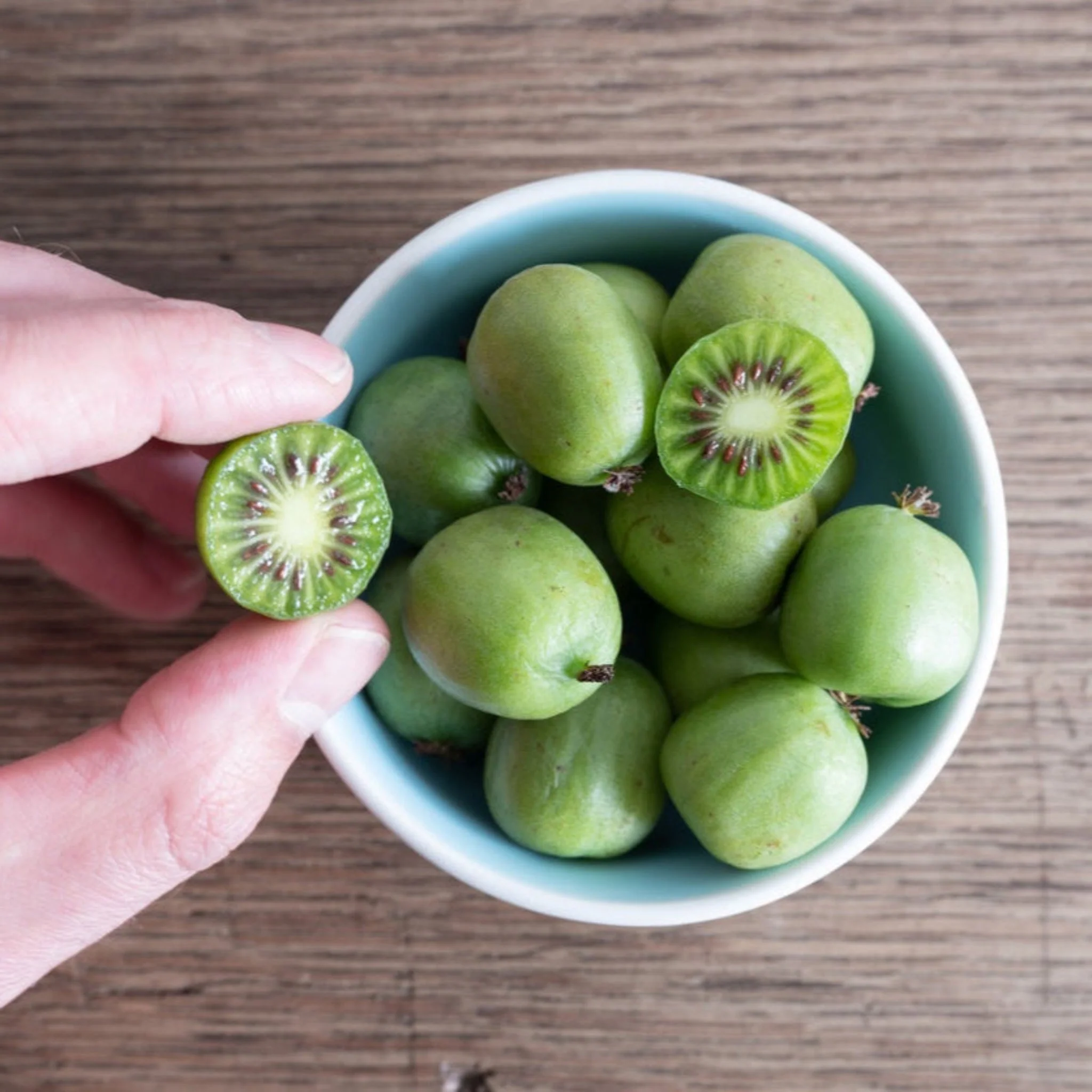 Kiwi - Prolific (Self Fertile) - Image 3