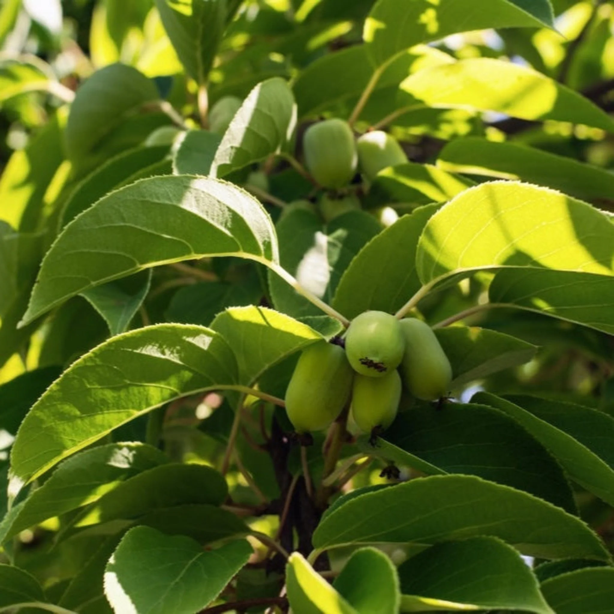 Kiwi - Prolific (Self Fertile) - Image 5