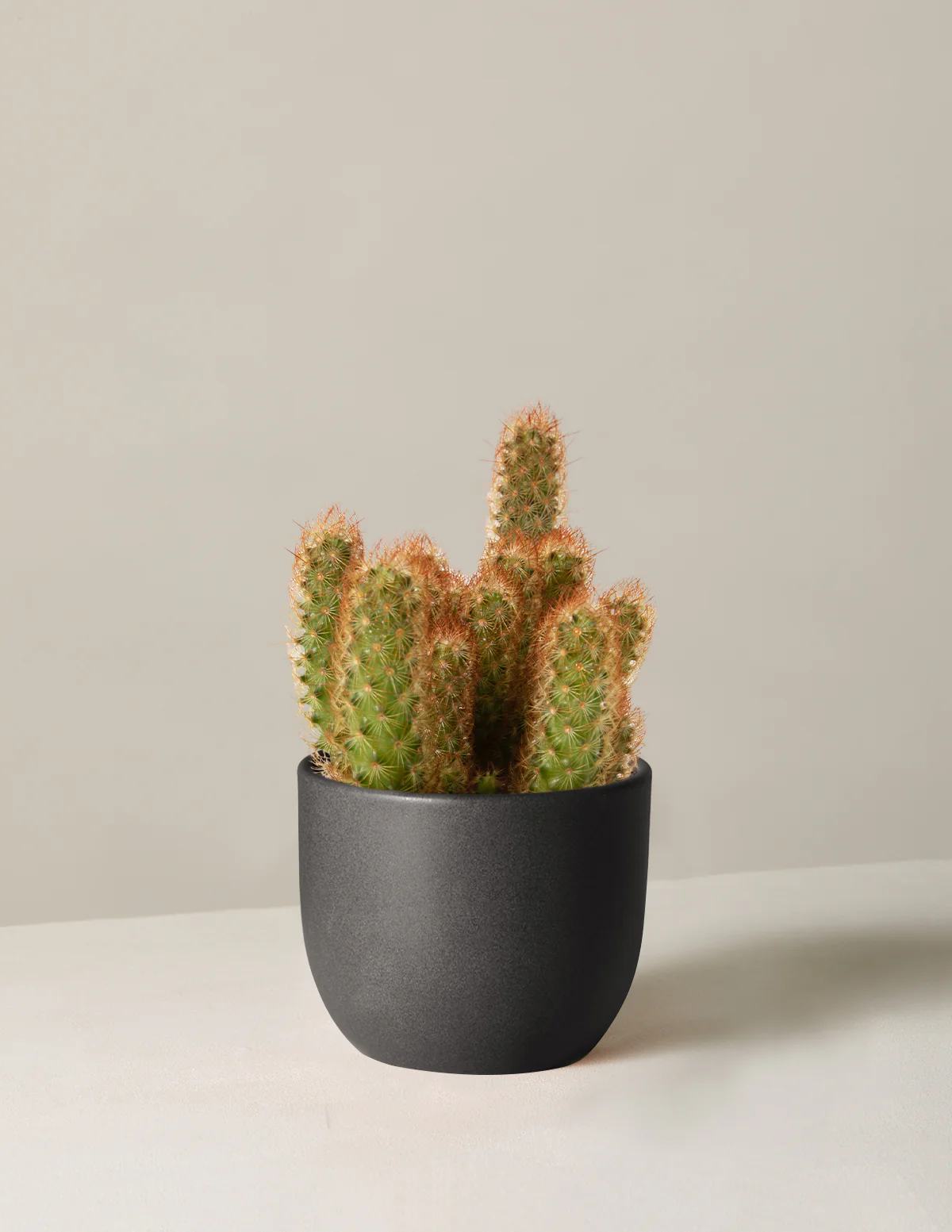 Ladyfinger Cactus - Image 3
