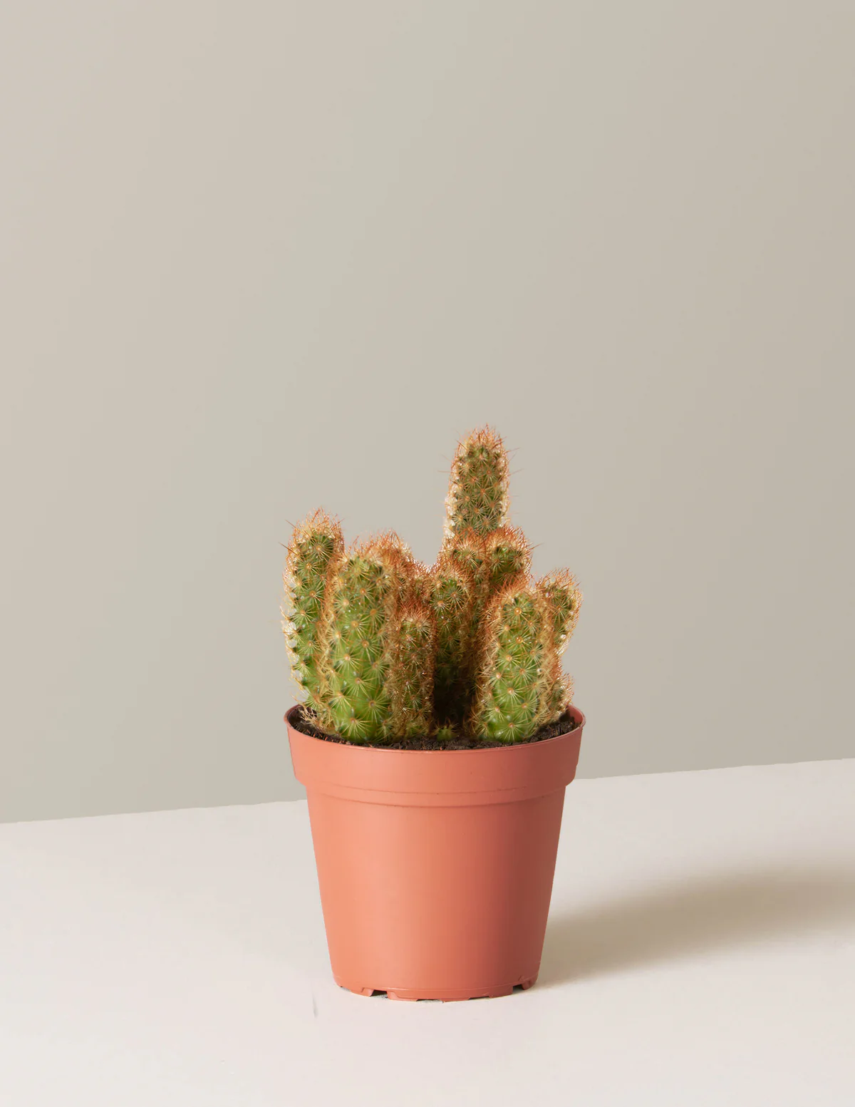 Ladyfinger Cactus - Image 4