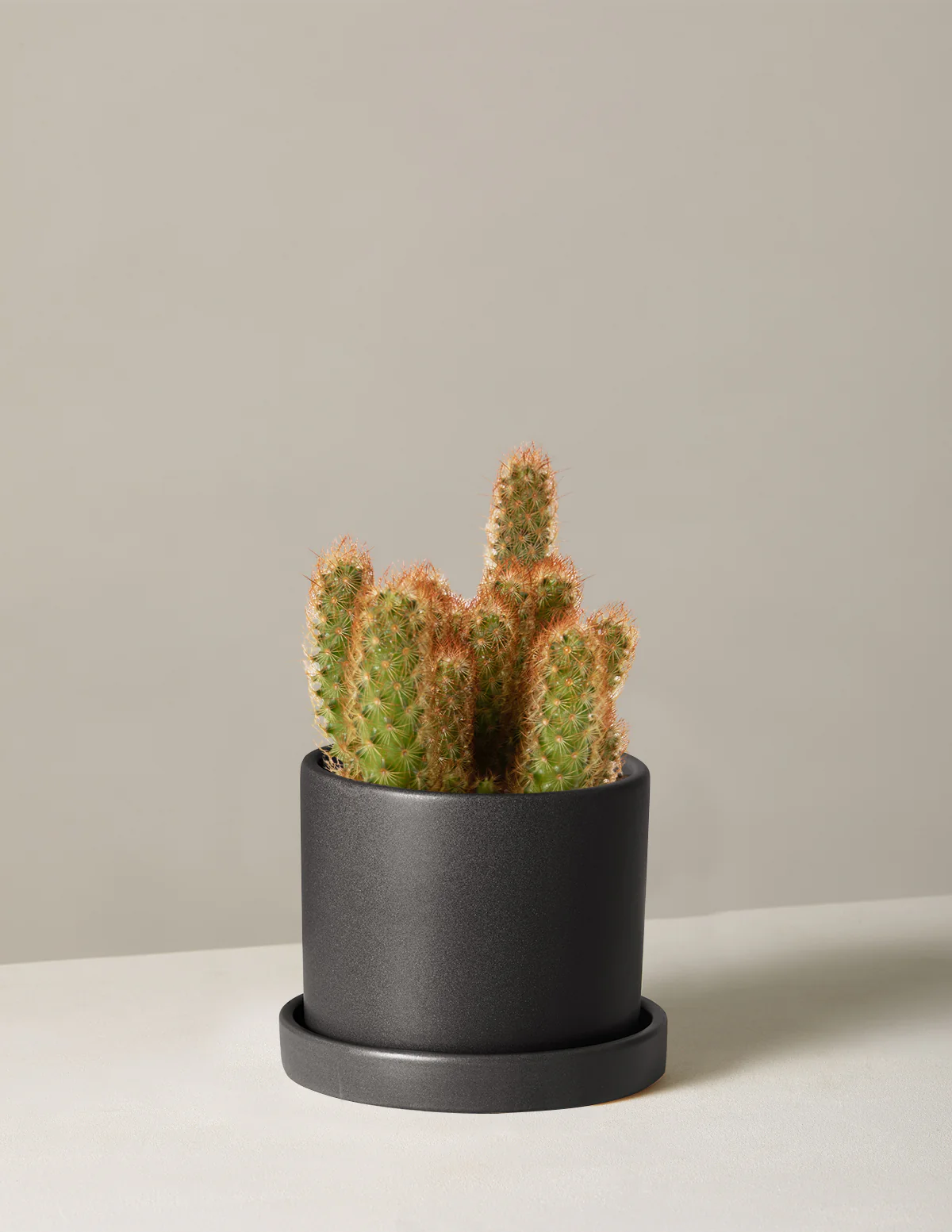 Ladyfinger Cactus - Image 5
