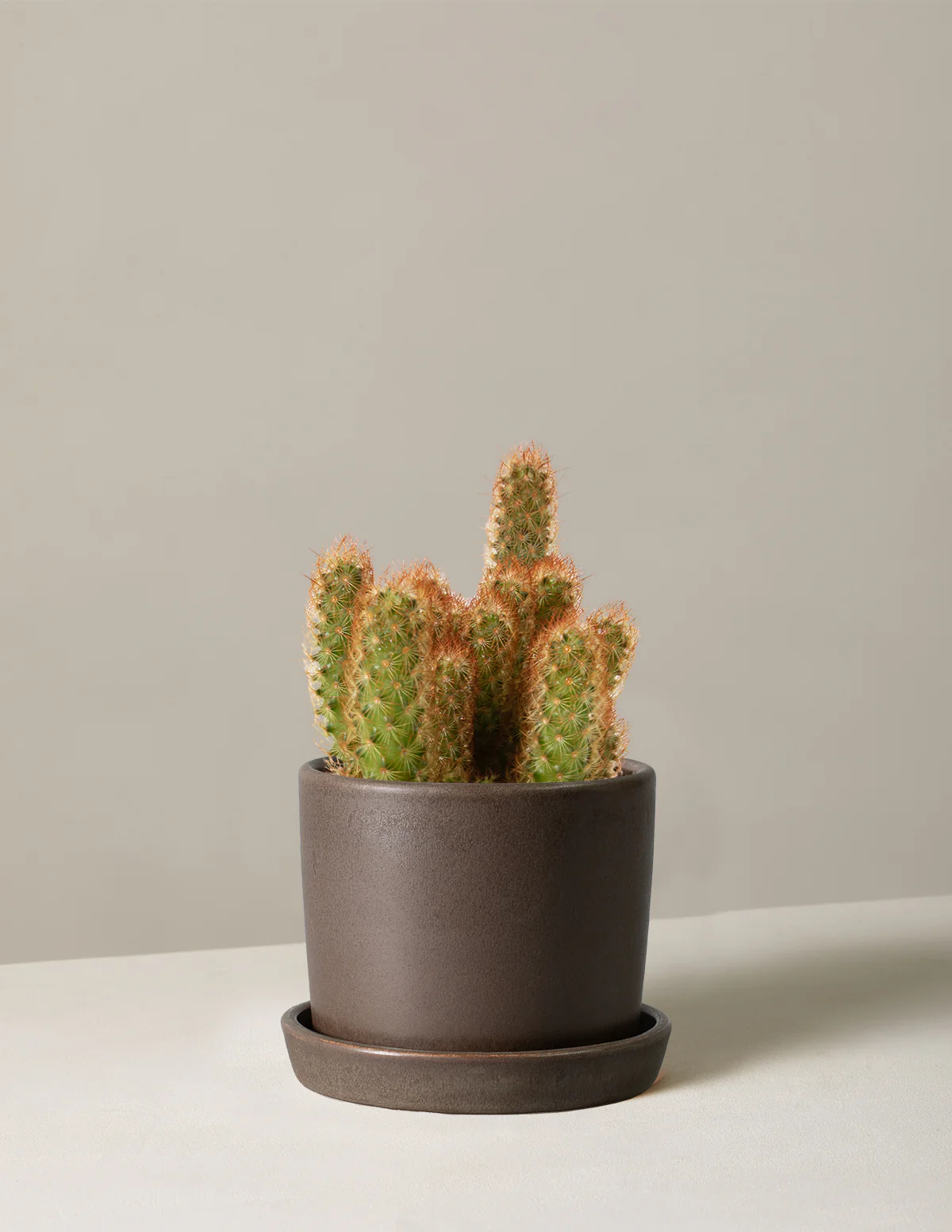 Ladyfinger Cactus - Image 6
