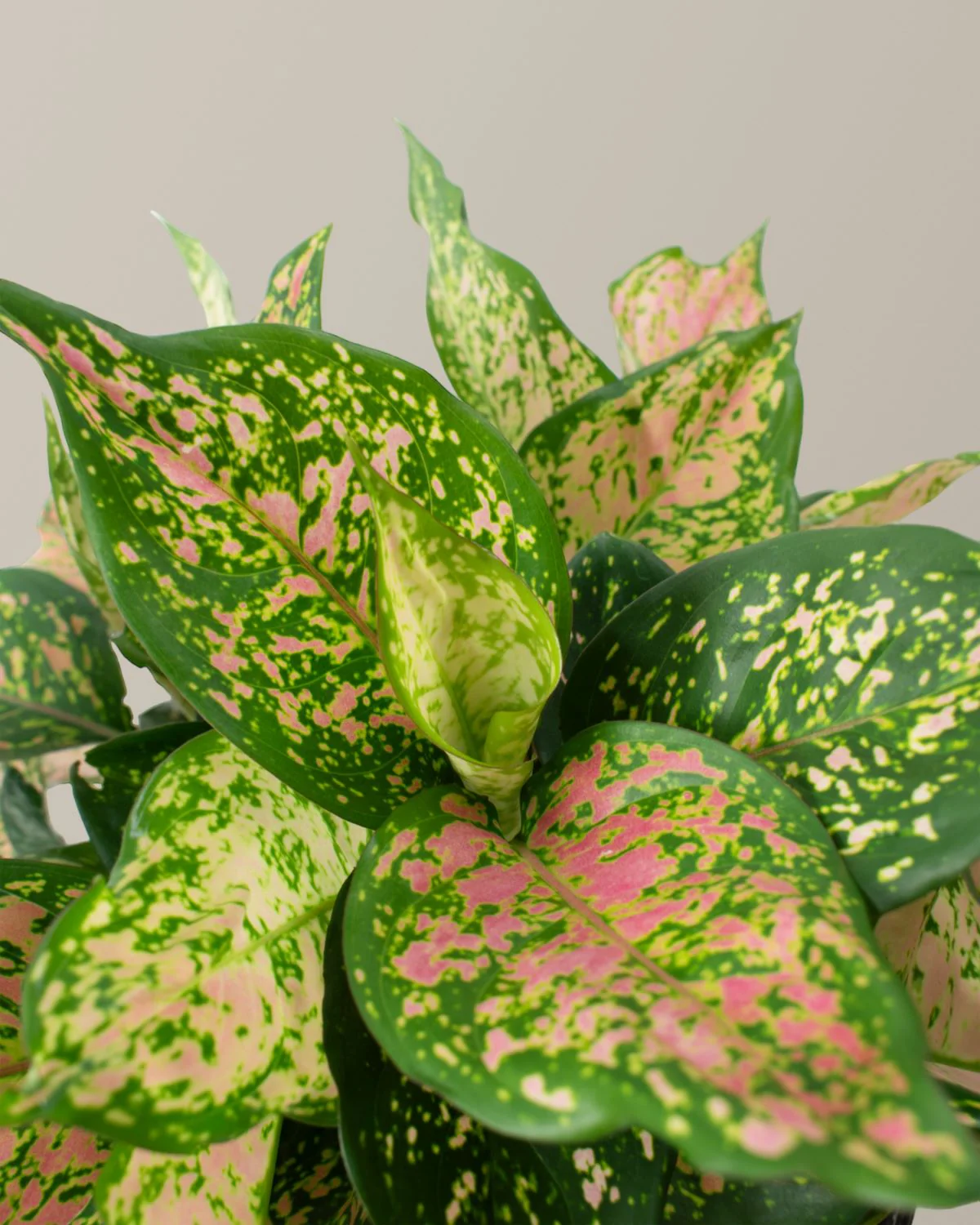 Large Aglaonema Lucky Red - Image 2