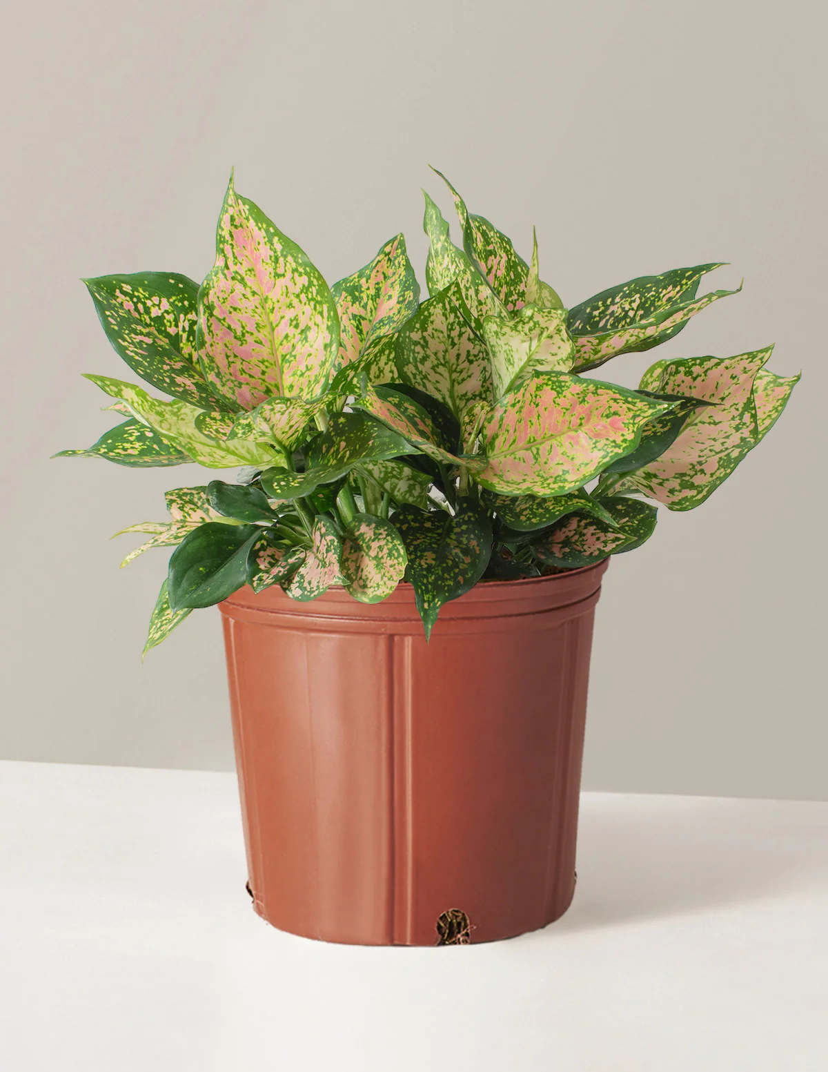 Large Aglaonema Lucky Red - Image 3