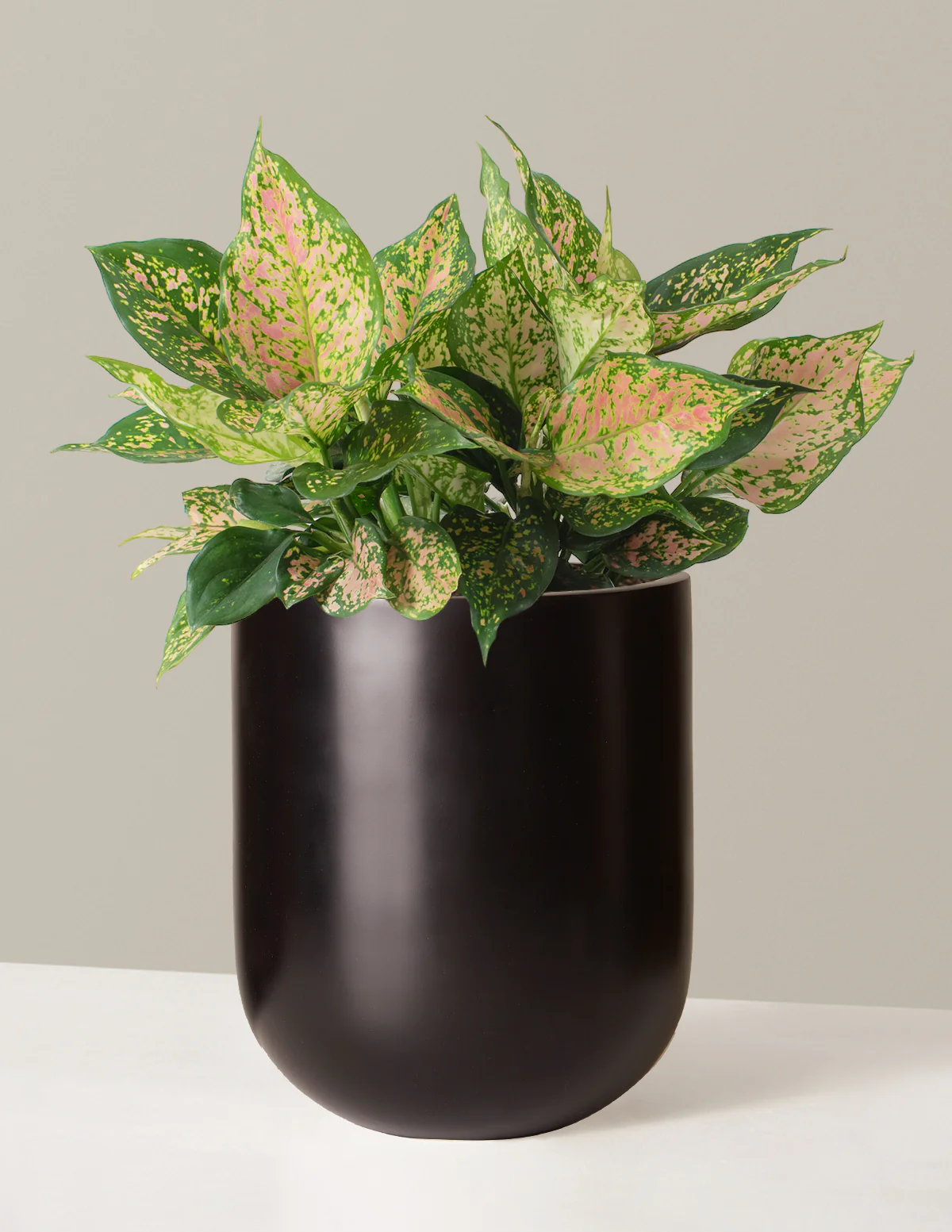 Large Aglaonema Lucky Red - Image 4