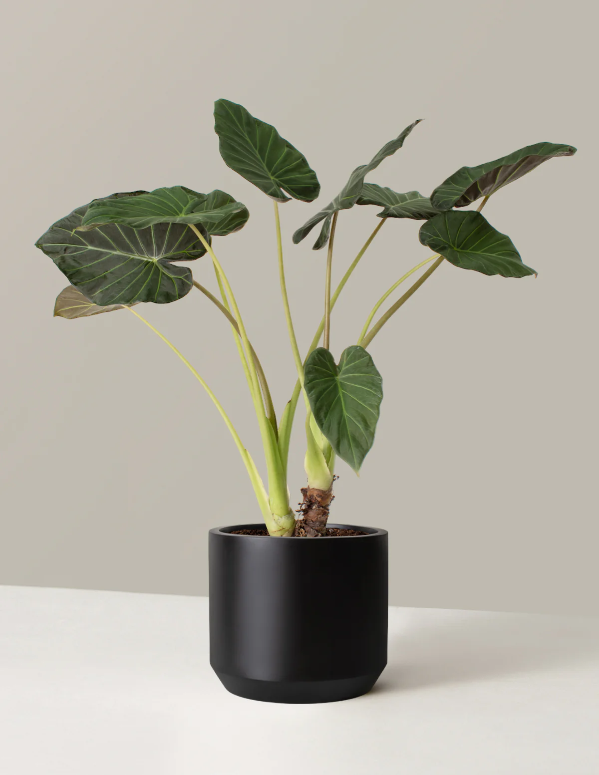 Large Alocasia Regal Shield - Image 10