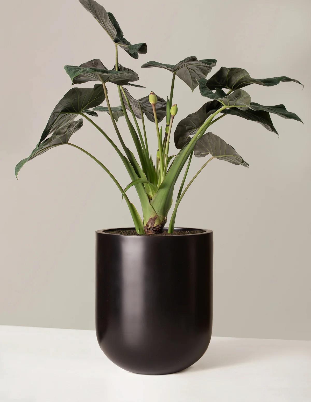 Large Alocasia Regal Shield - Image 11