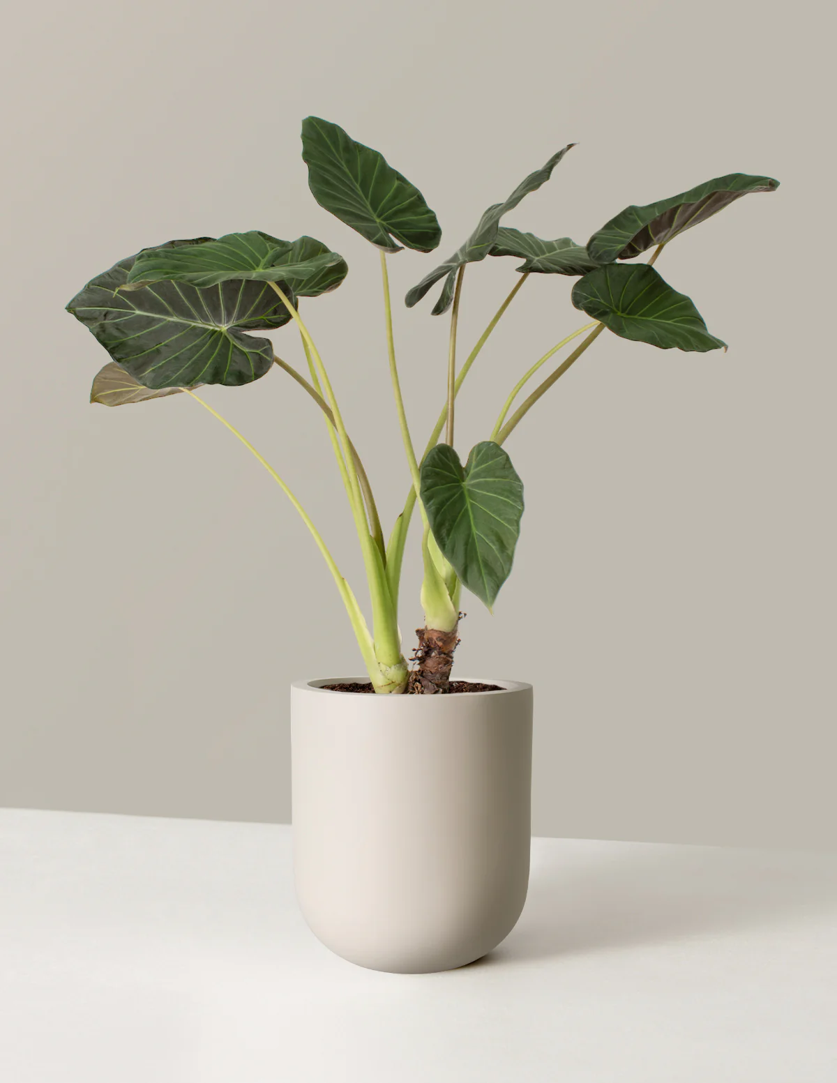 Large Alocasia Regal Shield - Image 12