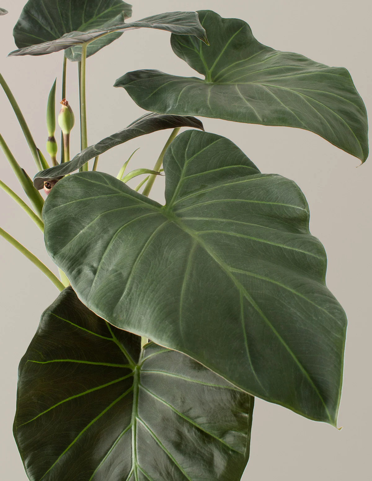 Large Alocasia Regal Shield - Image 2