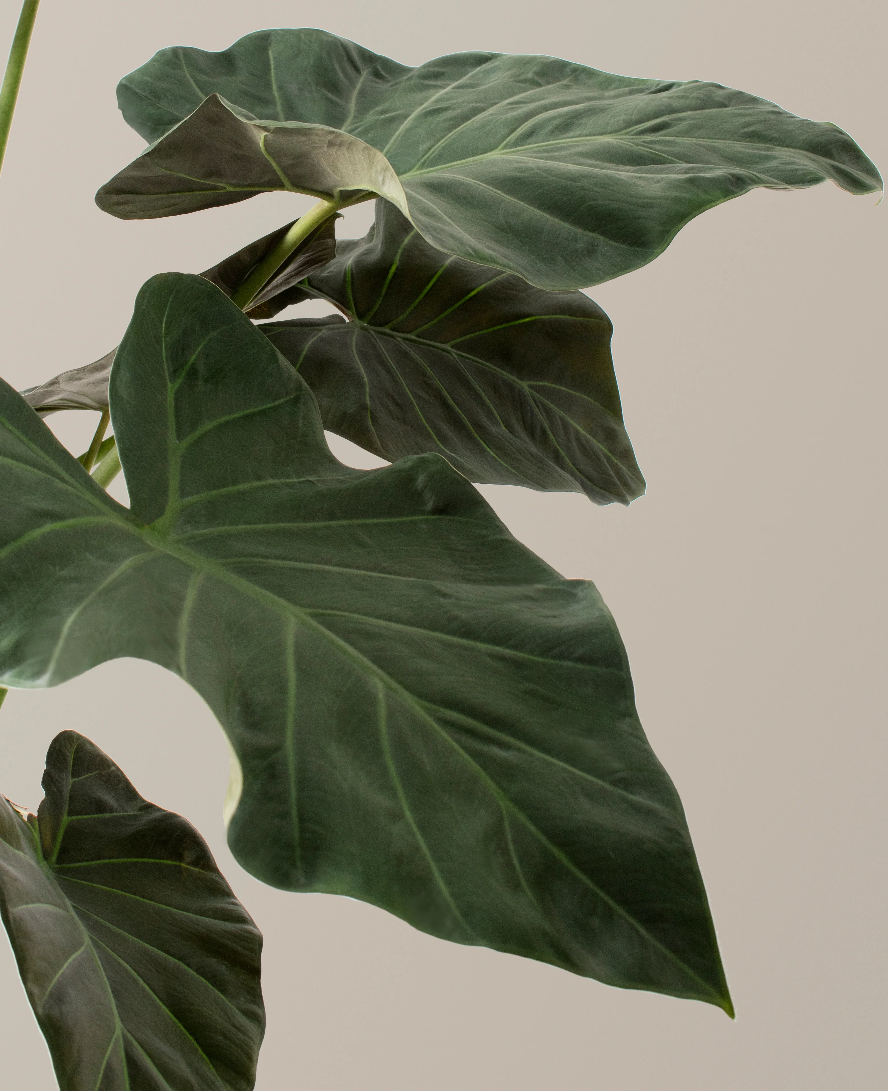 Large Alocasia Regal Shield - Image 3