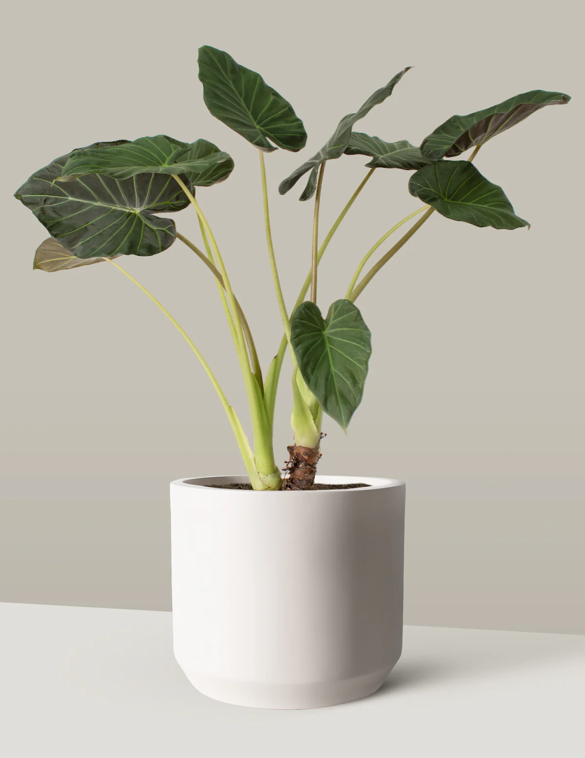 Large Alocasia Regal Shield - Image 4