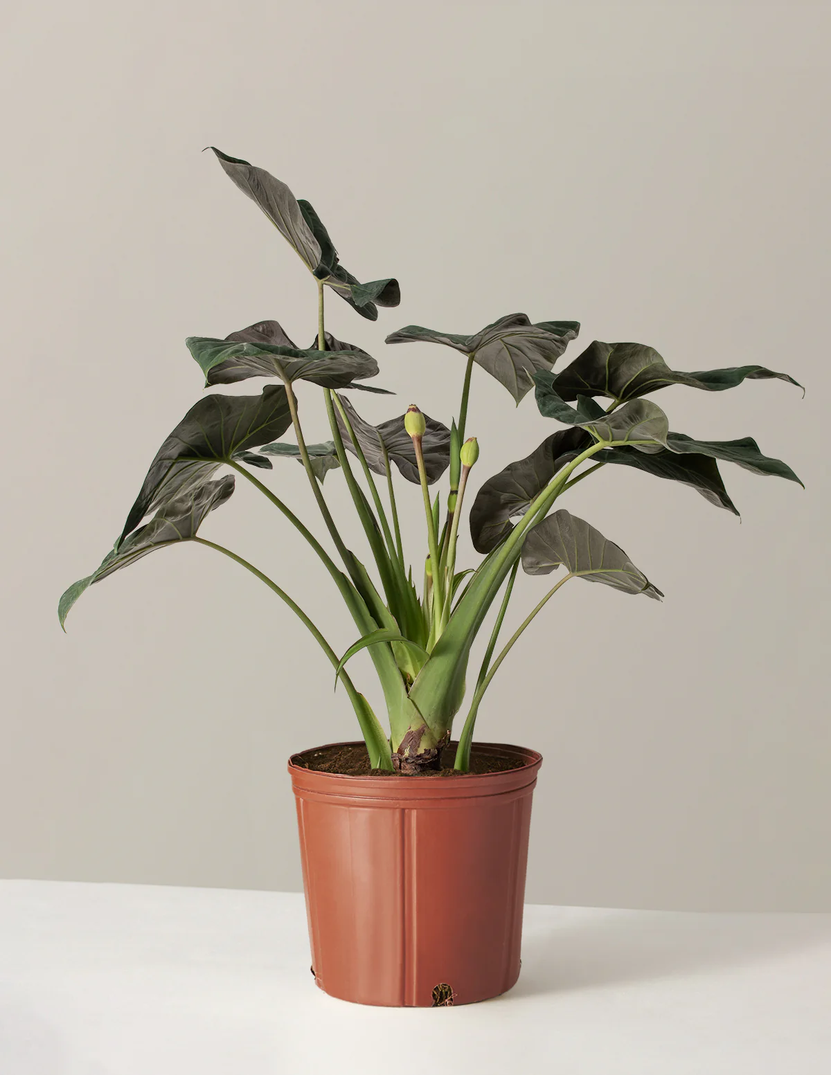 Large Alocasia Regal Shield - Image 5