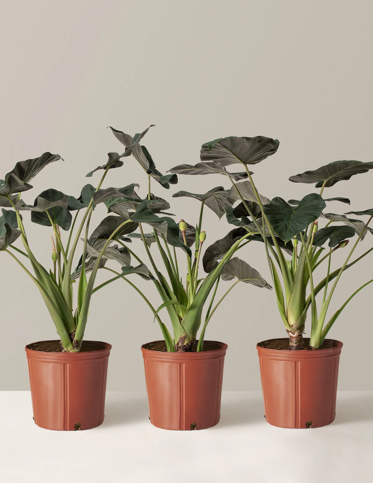 Large Alocasia Regal Shield - Image 6