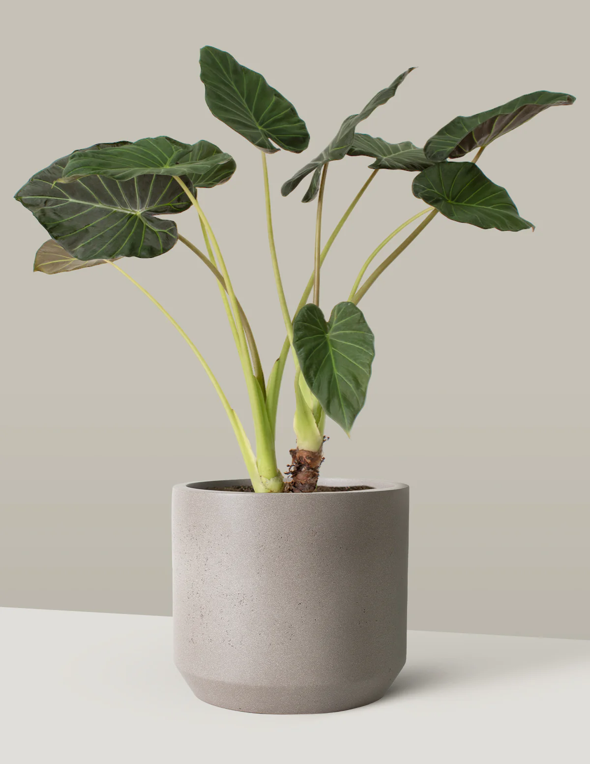 Large Alocasia Regal Shield - Image 7